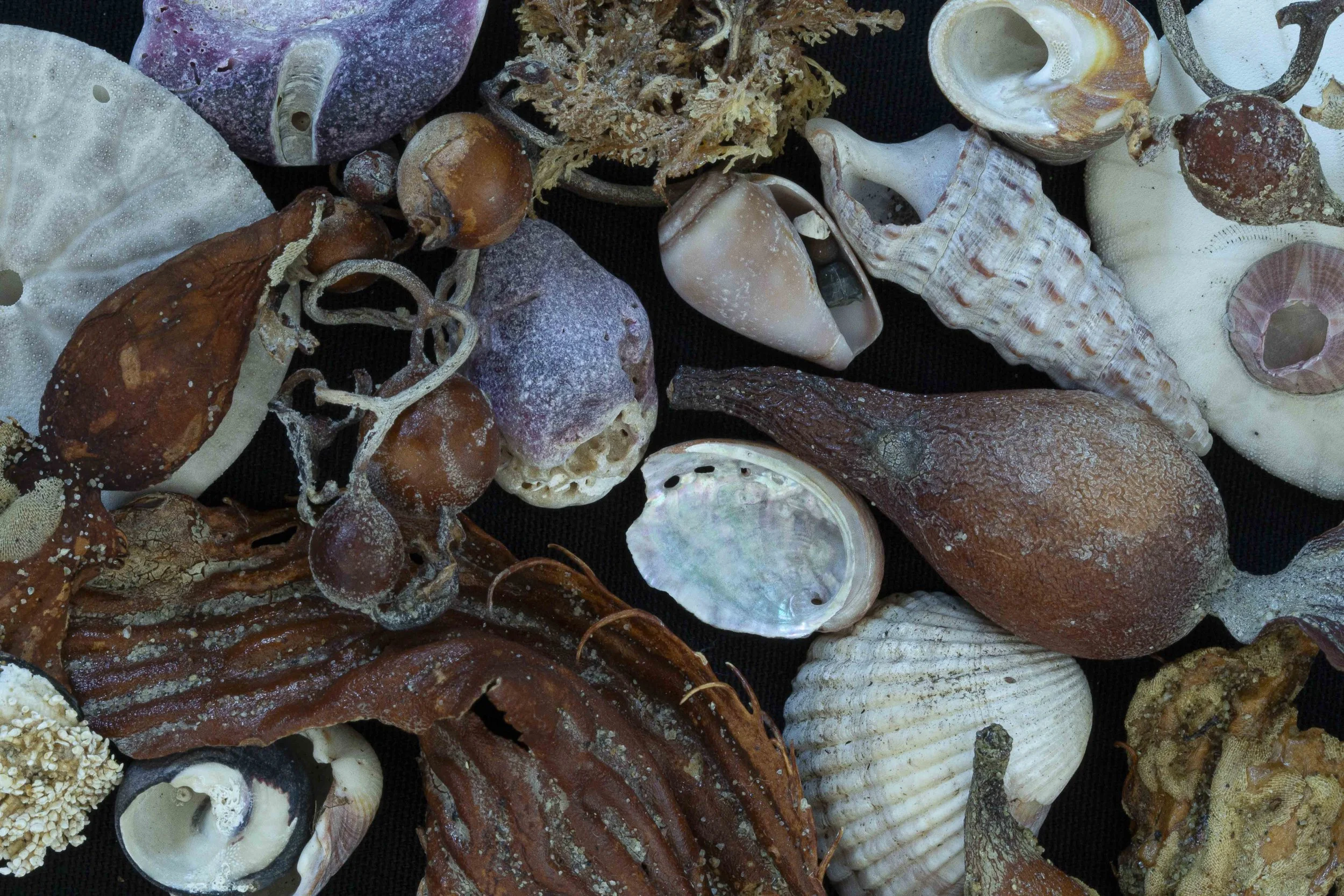 A collection of various seashells, including spiral shells, conch shells, and scallop shells, and seaweed arranged on a dark surface.