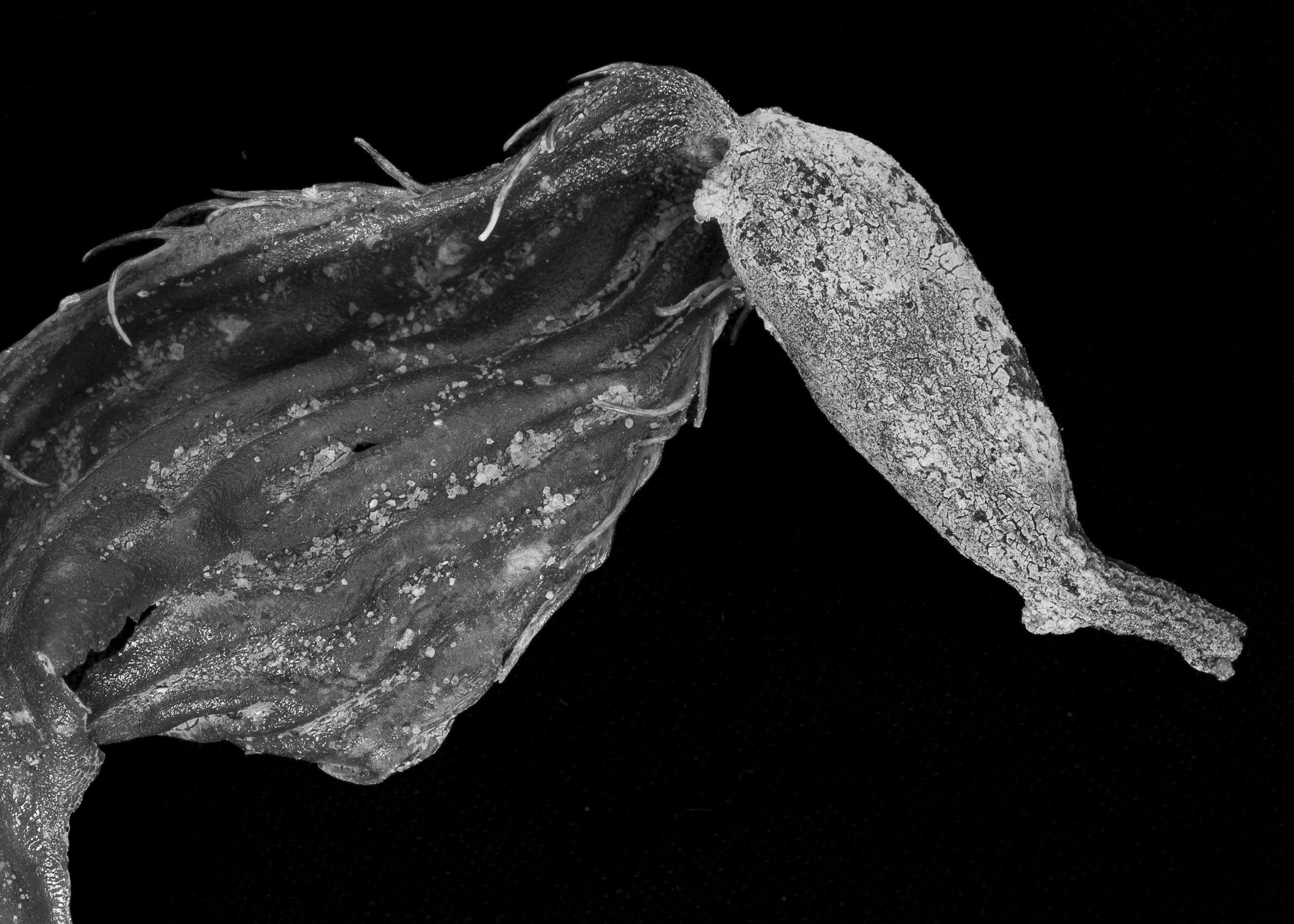 Close-up of a dried seaweed with textured surface against a black background.