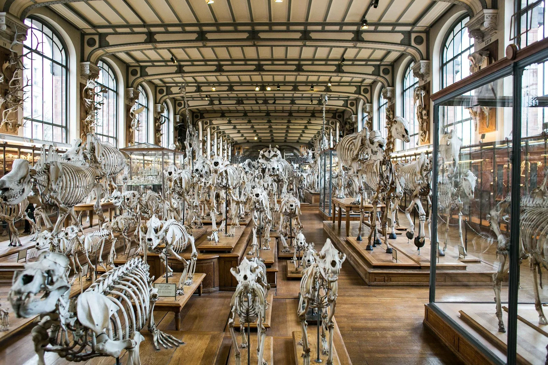 A Paris museum exhibit displaying numerous animal skeletons inside a grand room with large arched windows, ornate ceiling, and wooden floors.