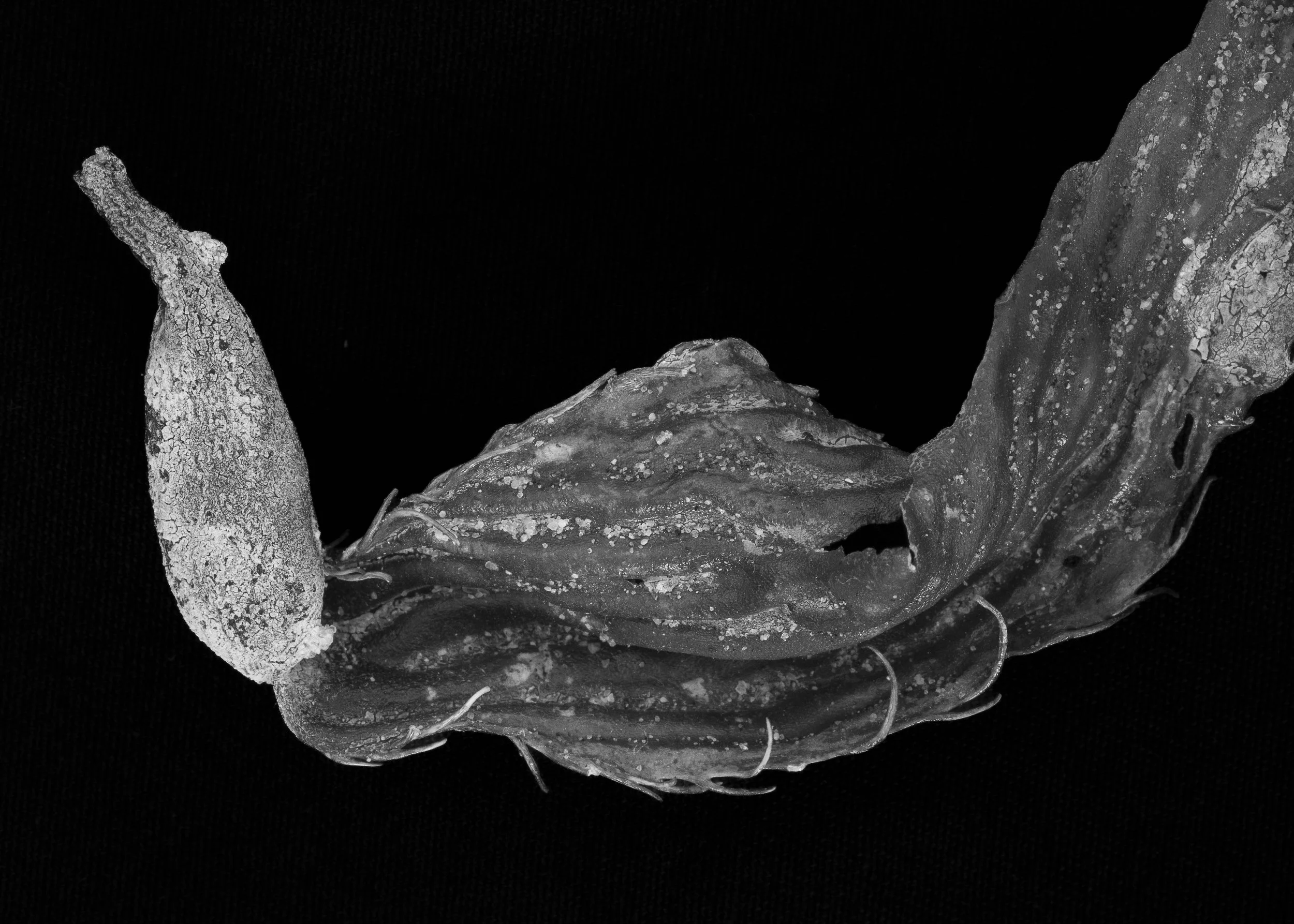 Black and white close-up of a dried piece of seaweed textured surface against a black background.
