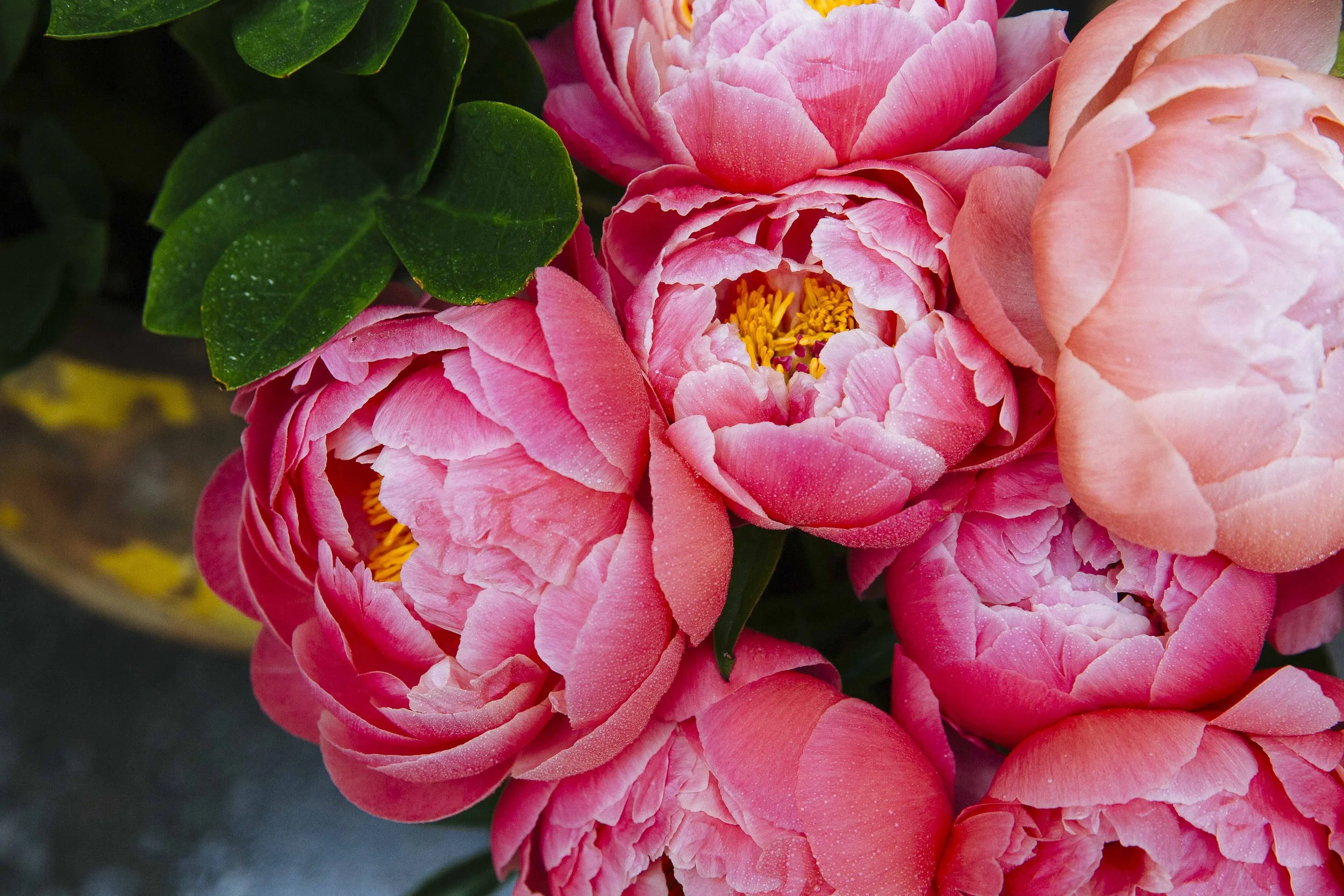 Close-up of pink peony flowers with yellow centers and dark green leaves.