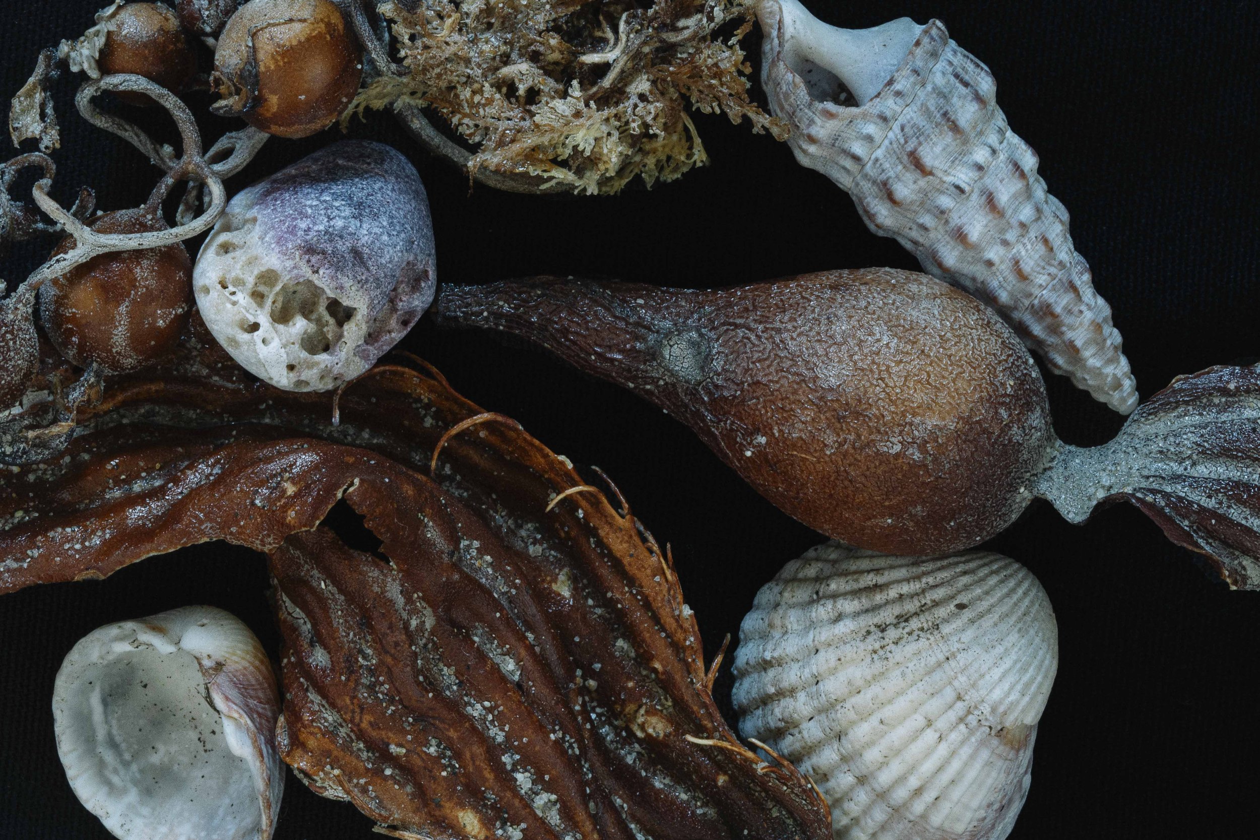 Collection of seashells dried seaweed and coral arranged on a dark surface.