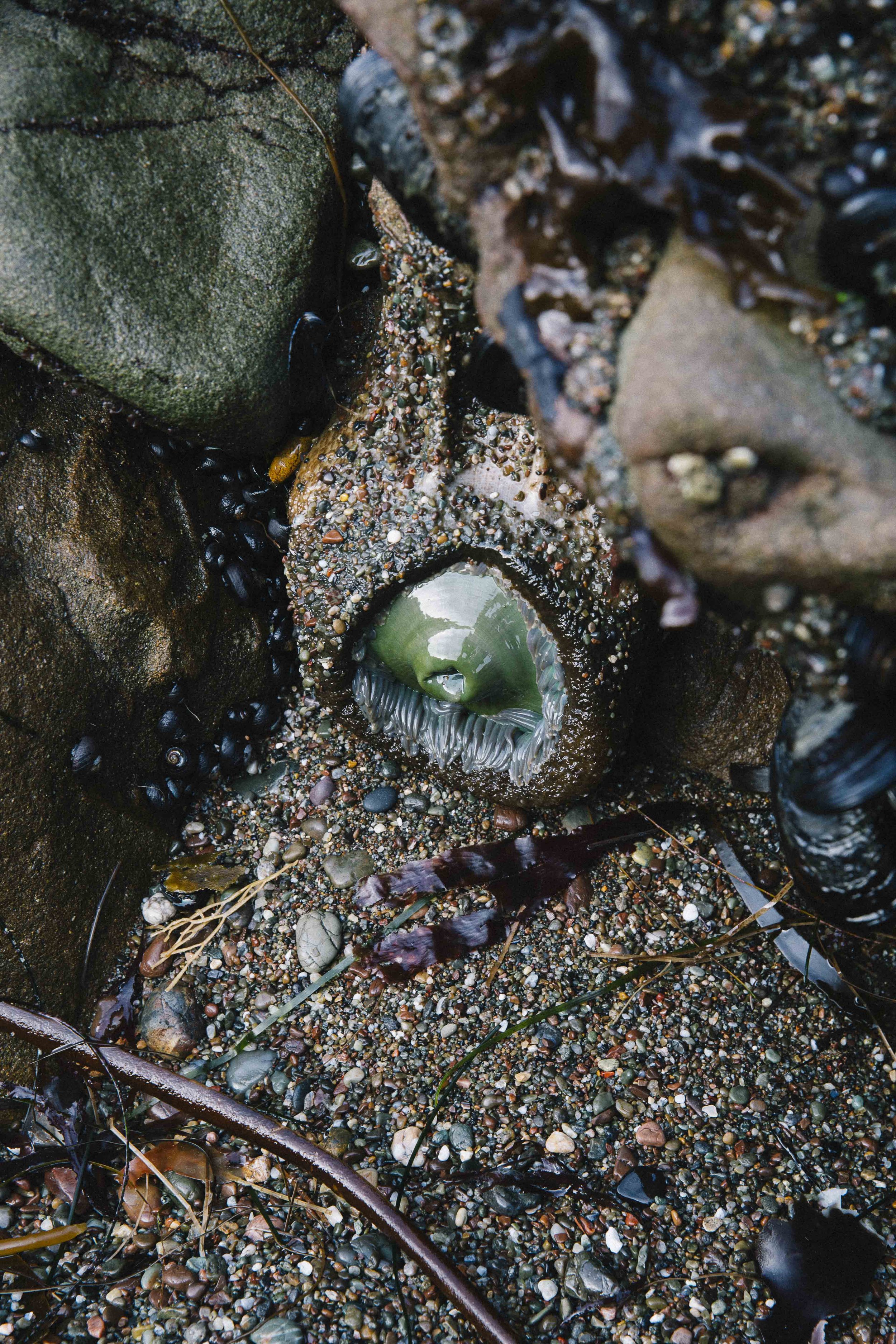 Close-up of a green sea anemone attached to rocks on a pebble-covered shoreline, with seaweed and dark shells scattered around.