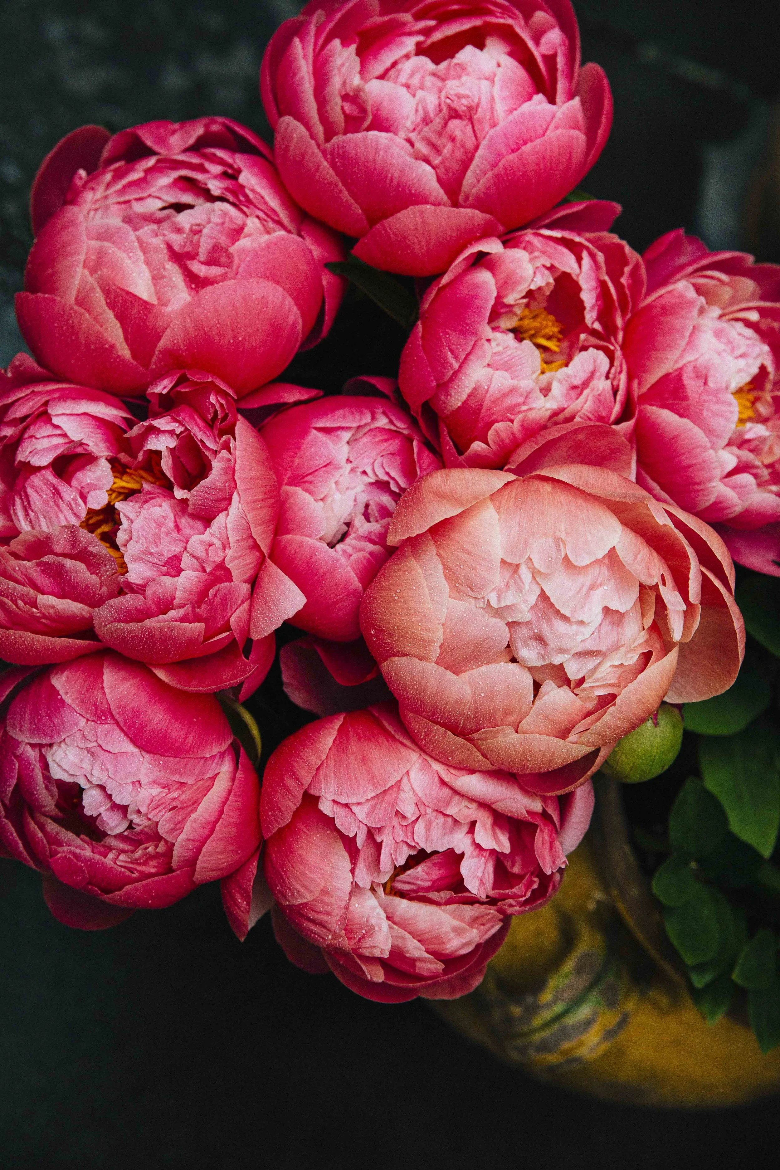 Close-up of pink peony flowers in a vase