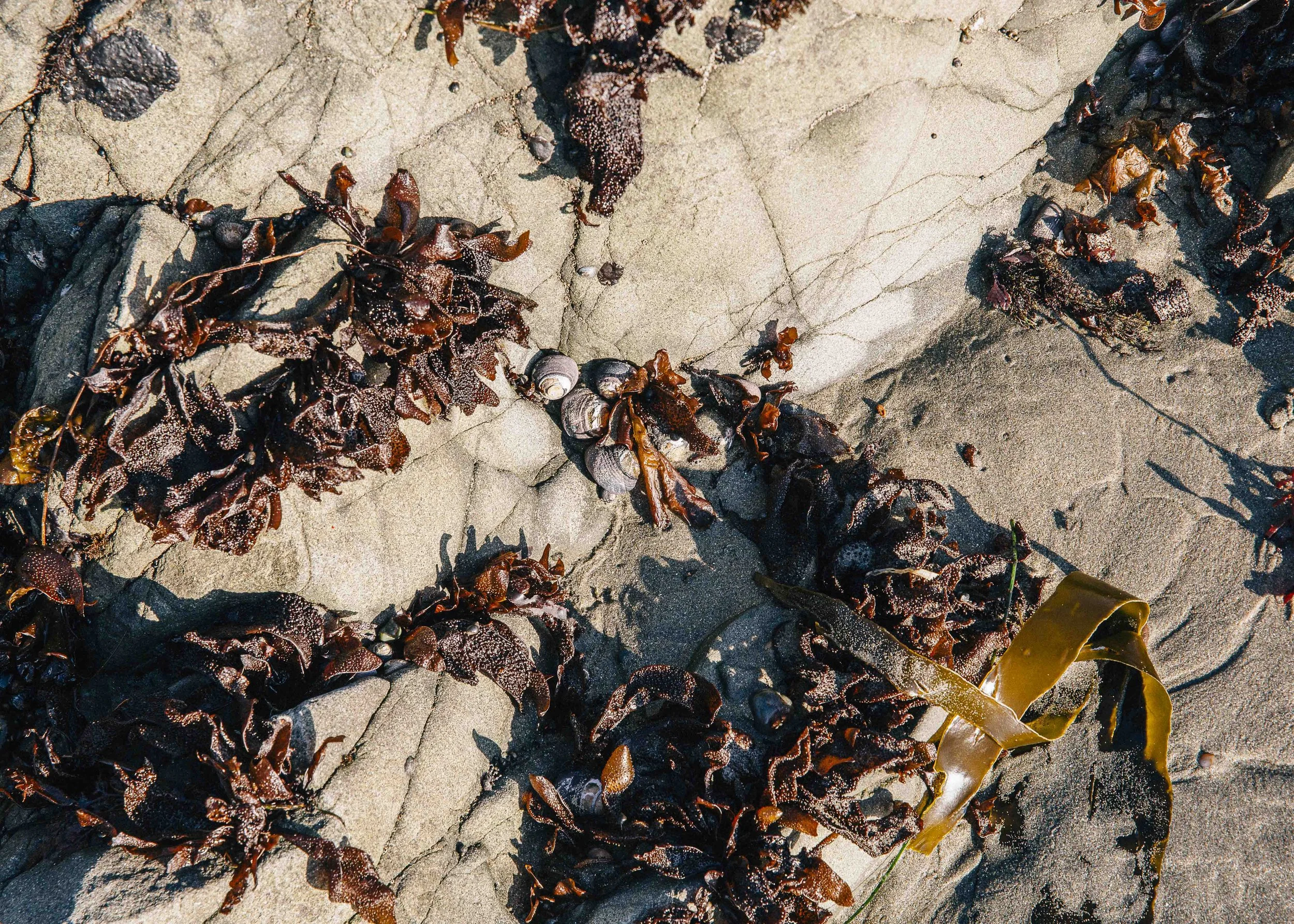 Seaweed and shells on sandy beach with shadows.