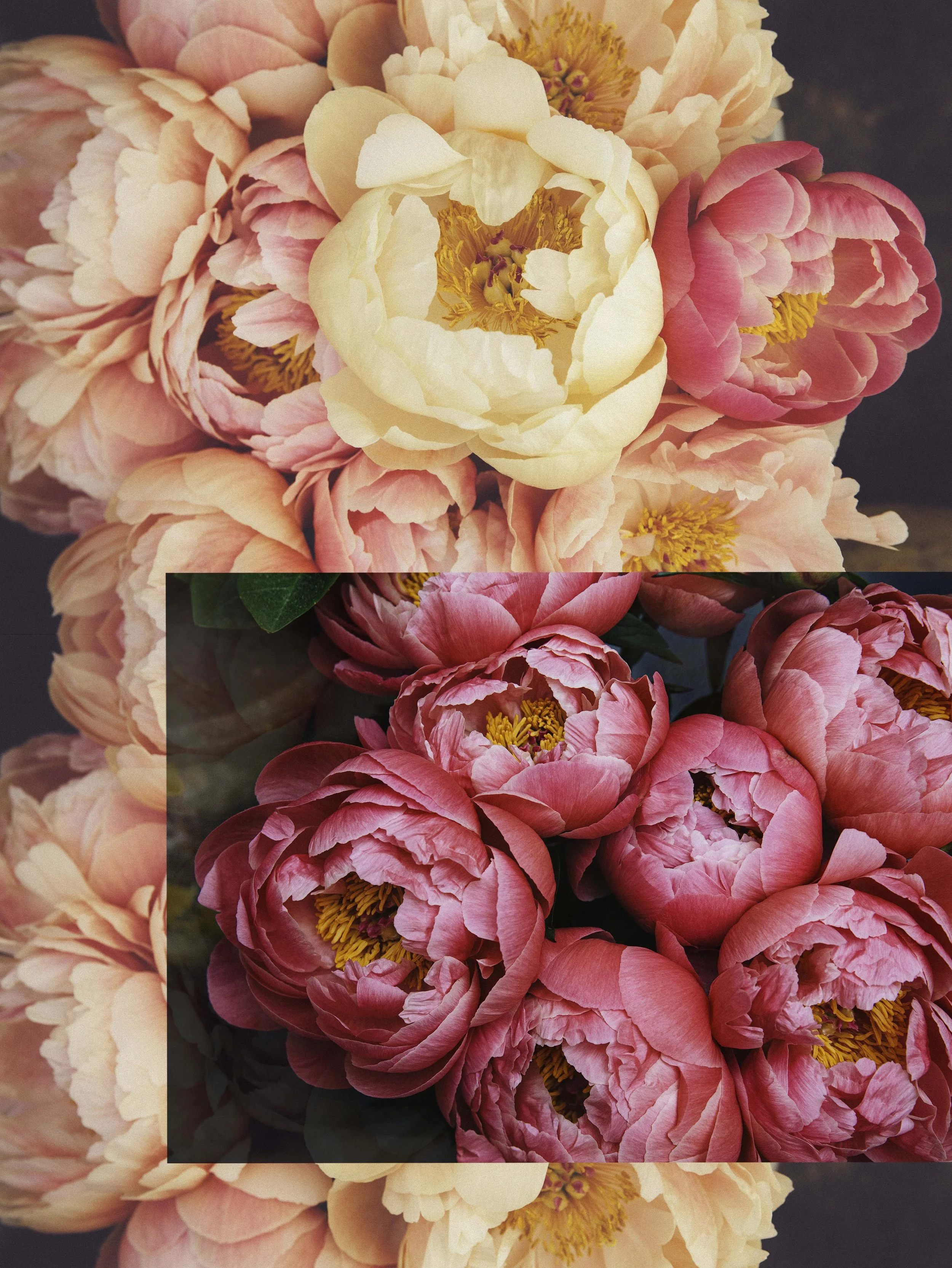 Close-up of a bouquet of pink and peach peonies with yellow centers.