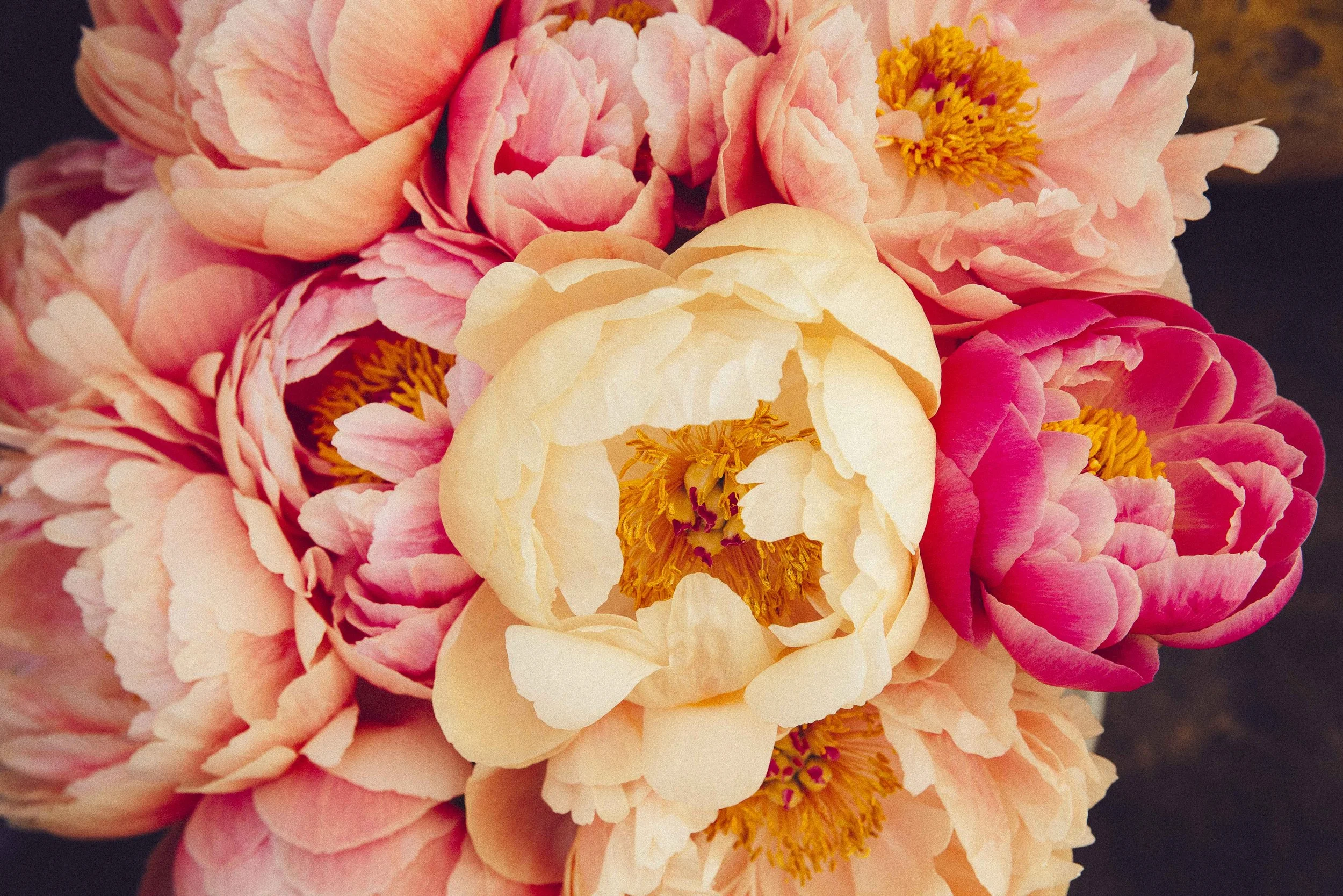 Close-up of a bouquet of pink and cream peonies with yellow stamens.