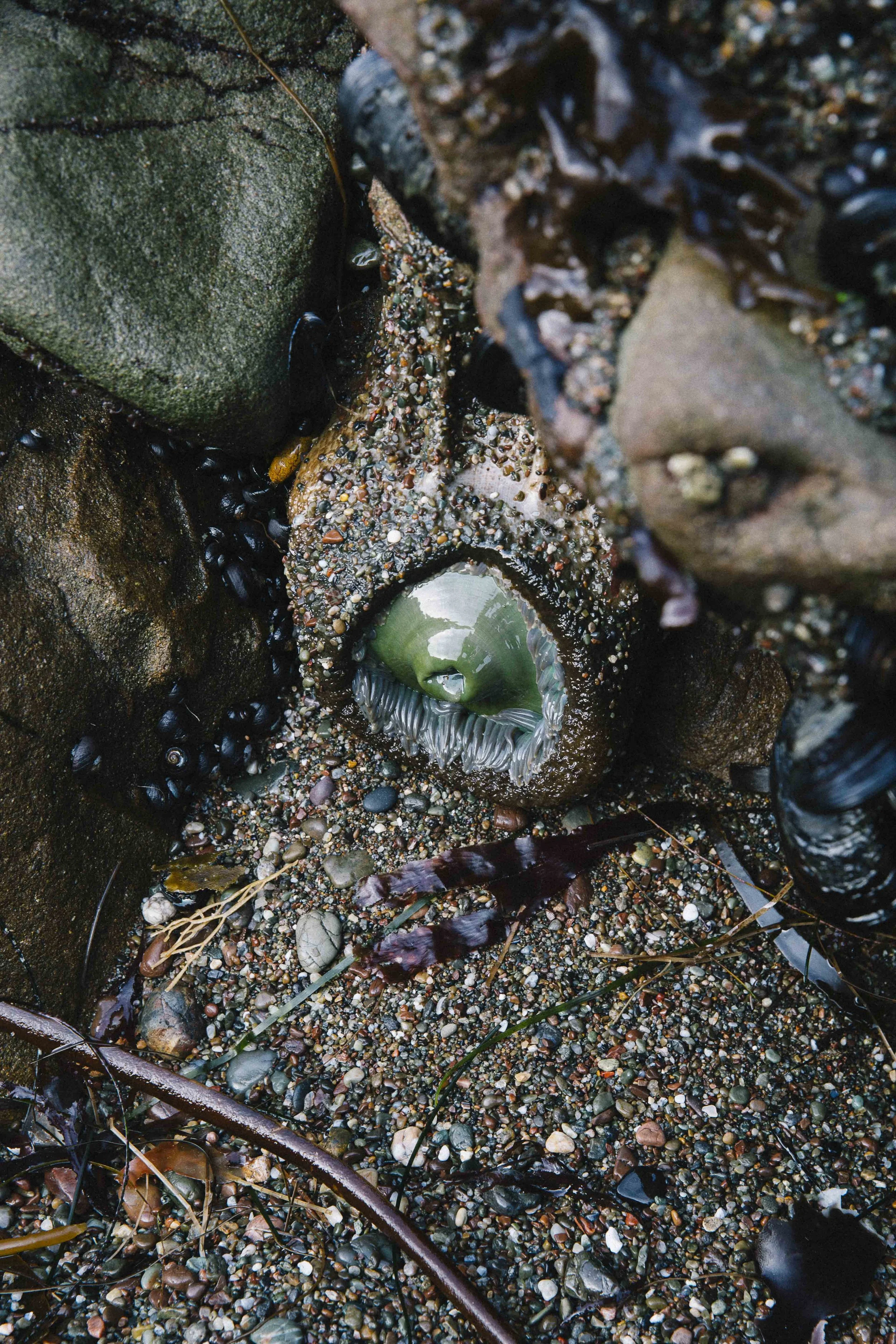 A close-up view of a sea anemone connected to a barnacle on a rocky shore, surrounded by small pebbles, seaweed, and dark shells.