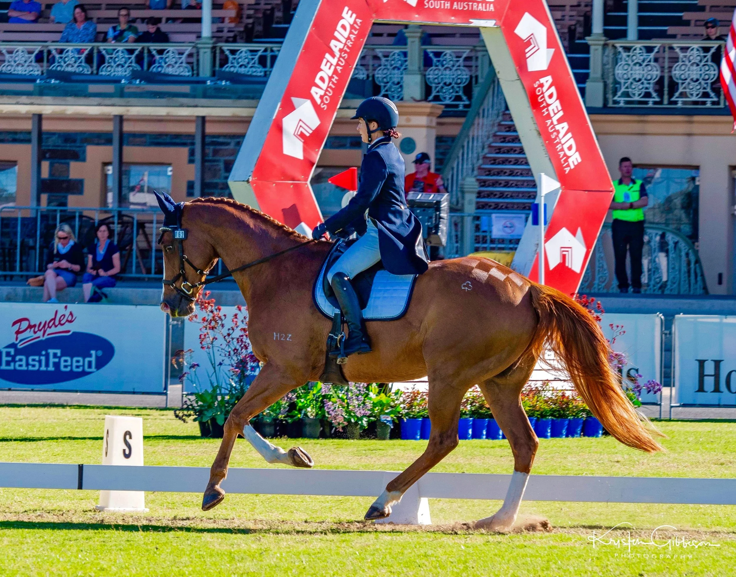 HORSE SALES PROGRAM ~ WEEK 1