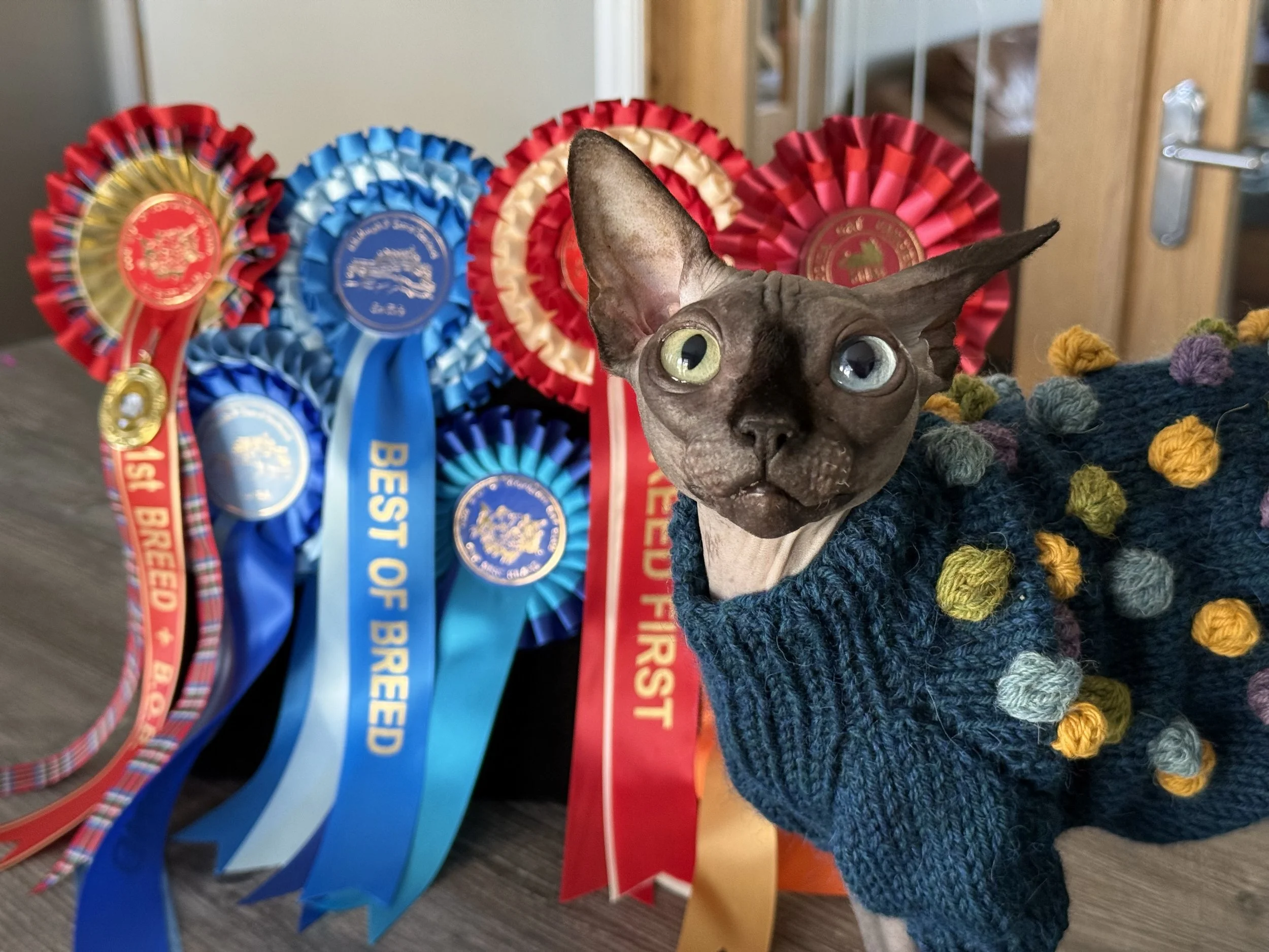 Ch IconicSX Selina Kyle