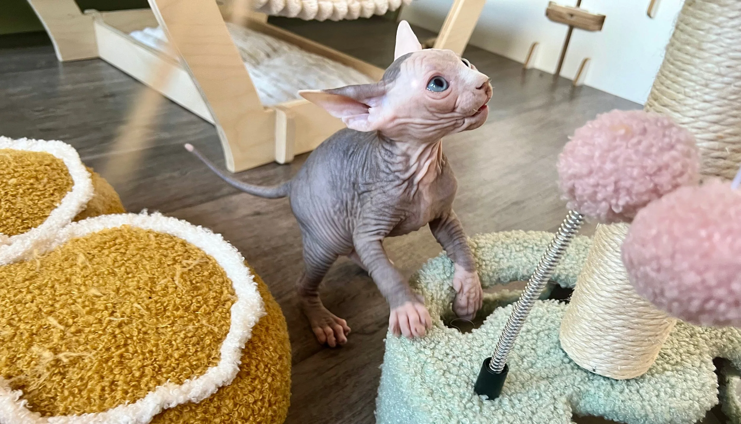 IconicSX Maverick showing a white tail tip 