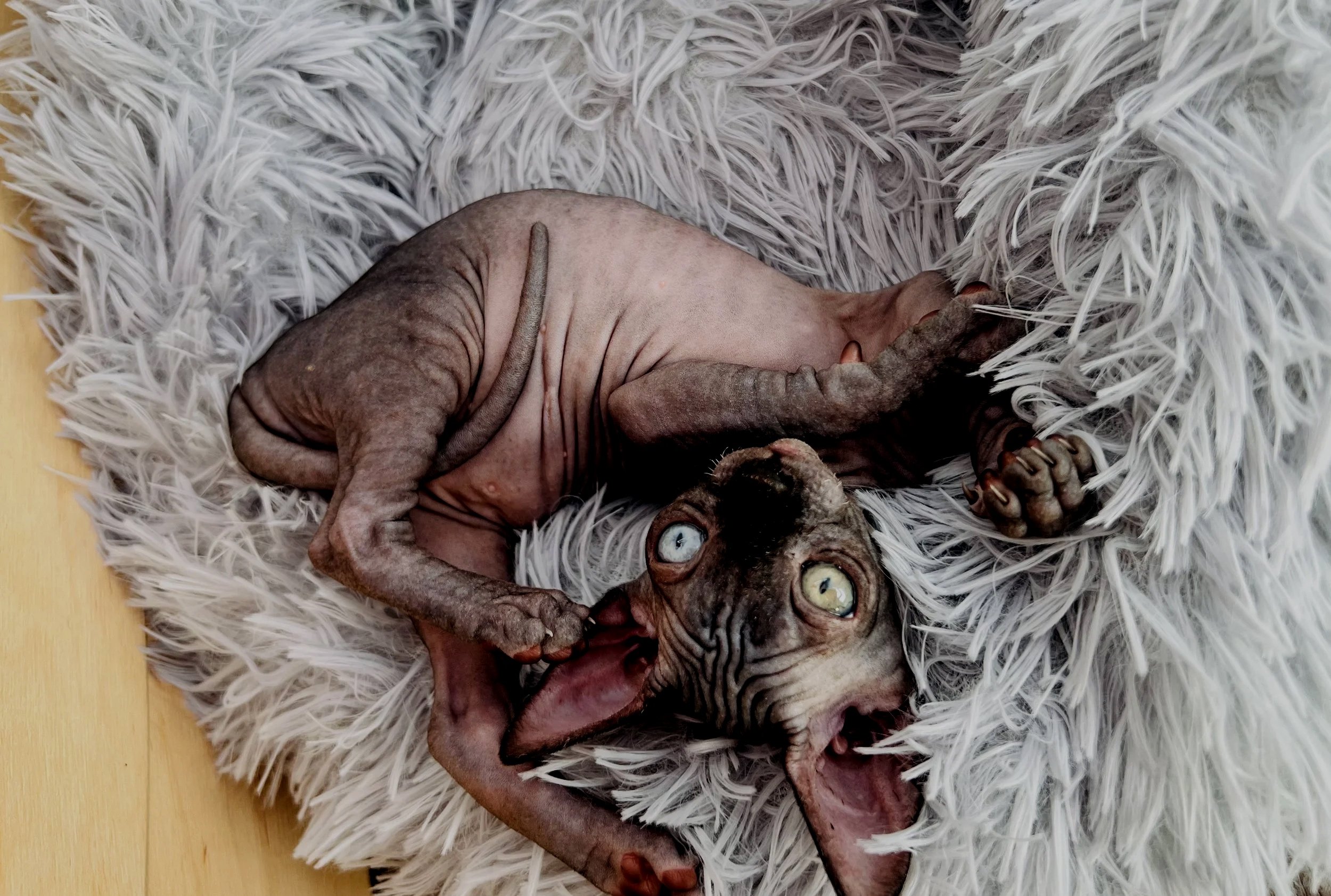 A hairless Sphynx cat with striking large eyes lying on a fluffy white rug, yawning with its mouth open, showing its small teeth.