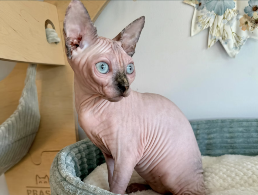 GENES DON’T LIE — Why Almost Every Tortie&nbsp; Cat Is a Girl (and Why Male Torties Are So Rare)