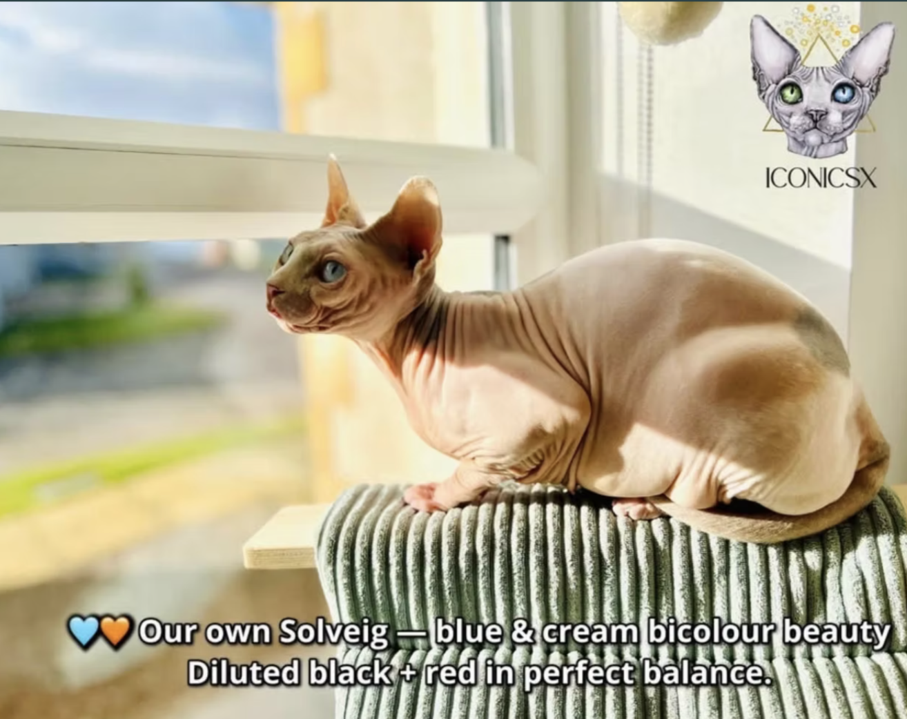 GENES DON’T LIE - Dilution Gene — When Colours Go Soft