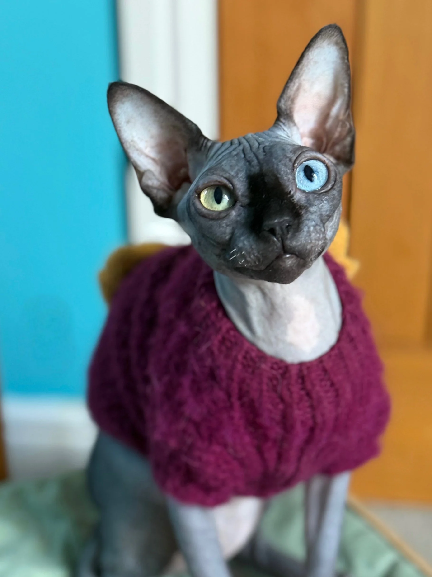 When Policy Meets Science: GCCF New Rules for DBE Breeders