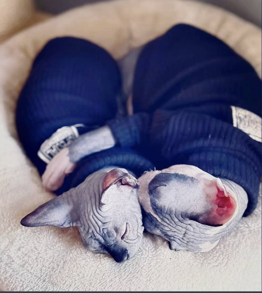 THE CONSCIOUS KITTEN: GROWING RESILIENCE Part 4 — True Kitten Socialisation: What It Is — and What It Is Not