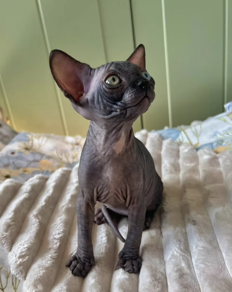 The Conscious Kitten: Growing Resilience Part 3 – Kitten Emotional Regulation.