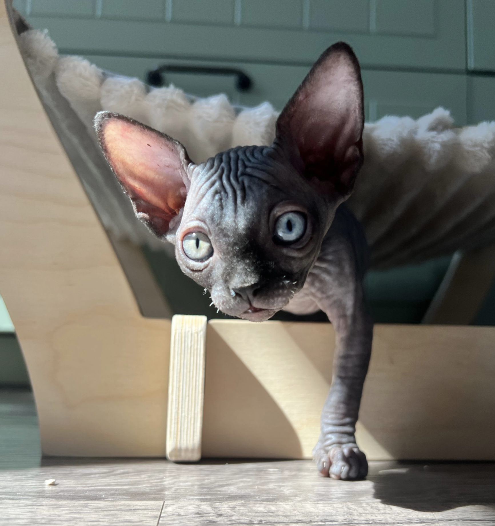 The Conscious Kitten: Growing Resilience — Part 2: Immune Maturity in Kittens