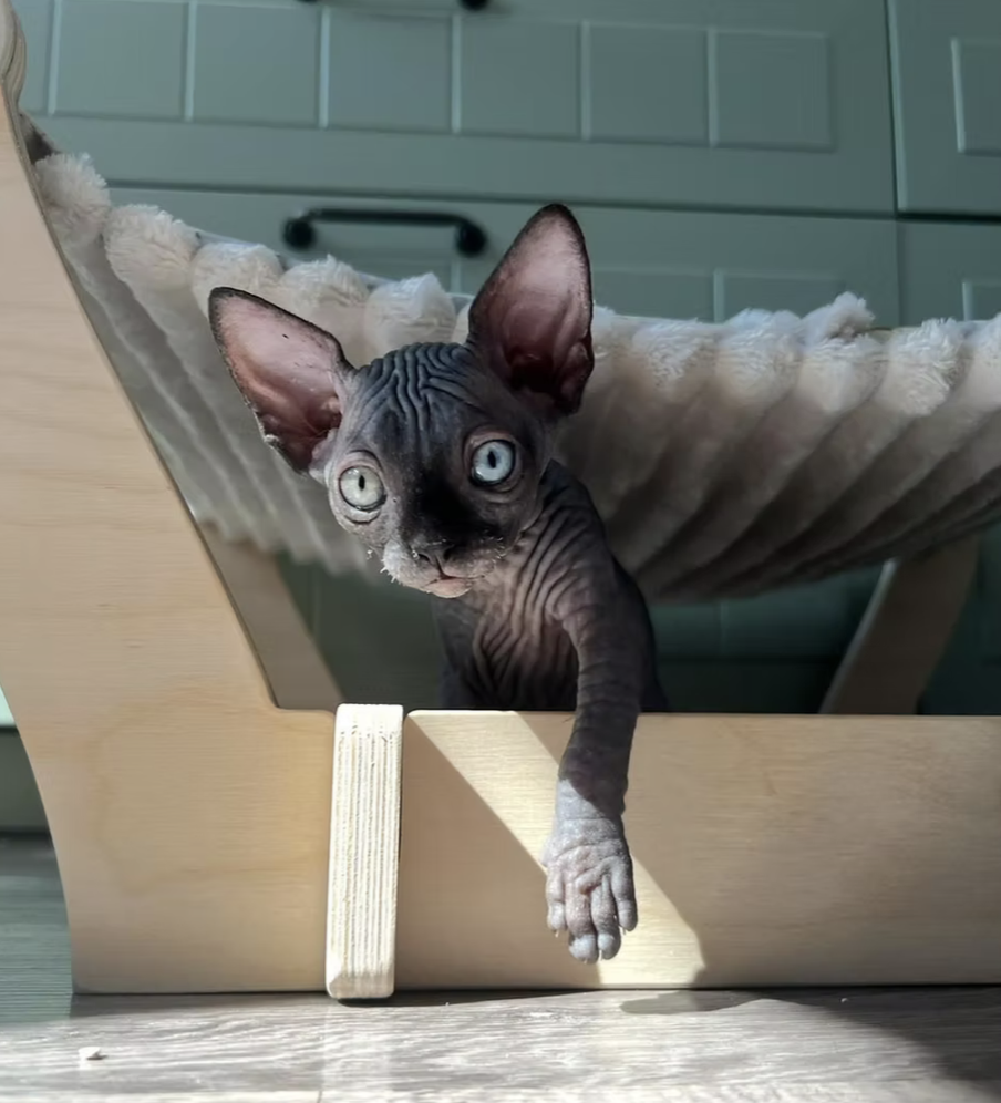 The Conscious Kitten: Neurological Maturity: Part 1 The Unfinished Architecture.