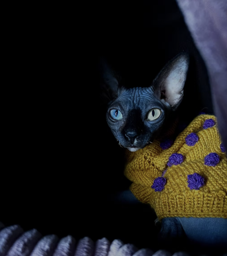 First DBE Celestial in Sphynx Breed Confirmed.