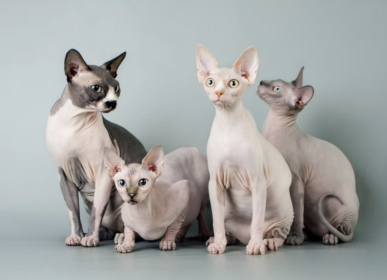 HCM in Sphynx Cats : A Closer Look at the Recent ALMS1 and HCM Study: Are We Missing the Full Picture?