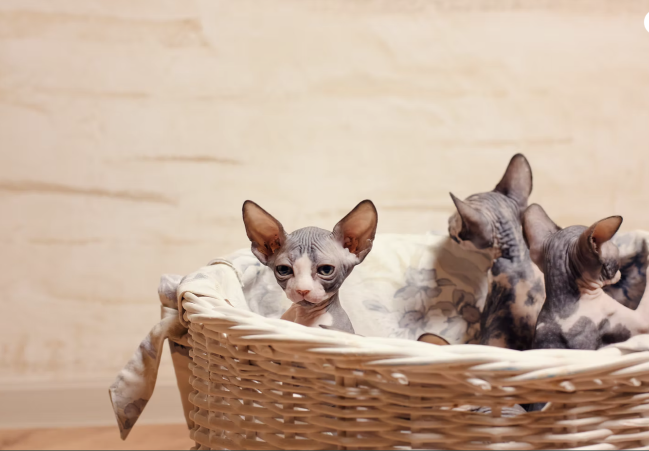 Unethical Sphynx Breeders Warning - Watch Out for Unethical &amp; Back Yard Breeders: Spotting Red Flags and Why Research Matters.