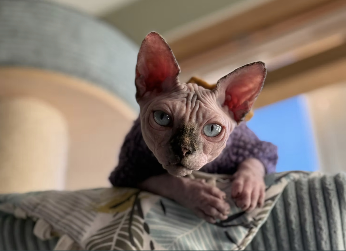 Adopt Only from Breeders Who Neuter First: Promoting Ethical Cats Breeding Practices.