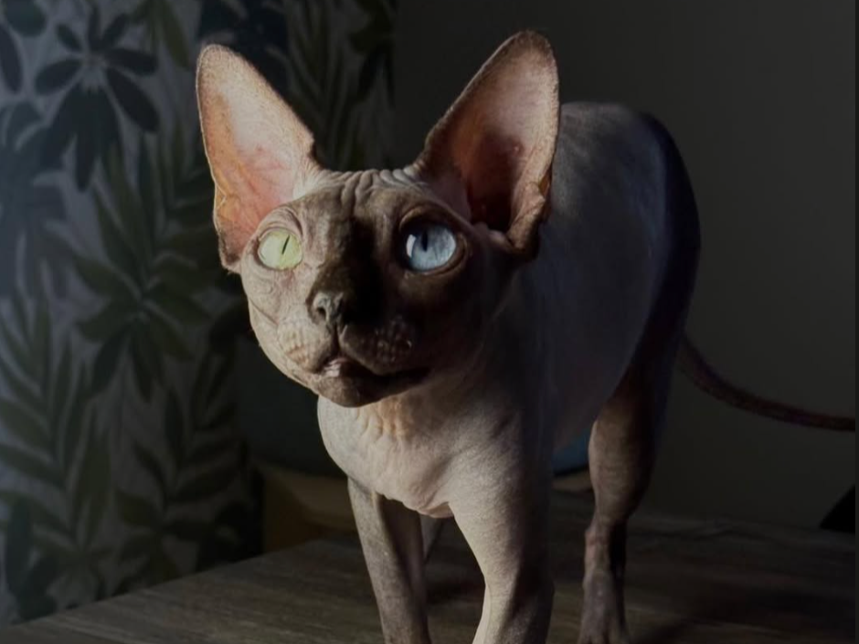 Designer Cats - Have you ever wondered why some cats are labeled as “designer” ?