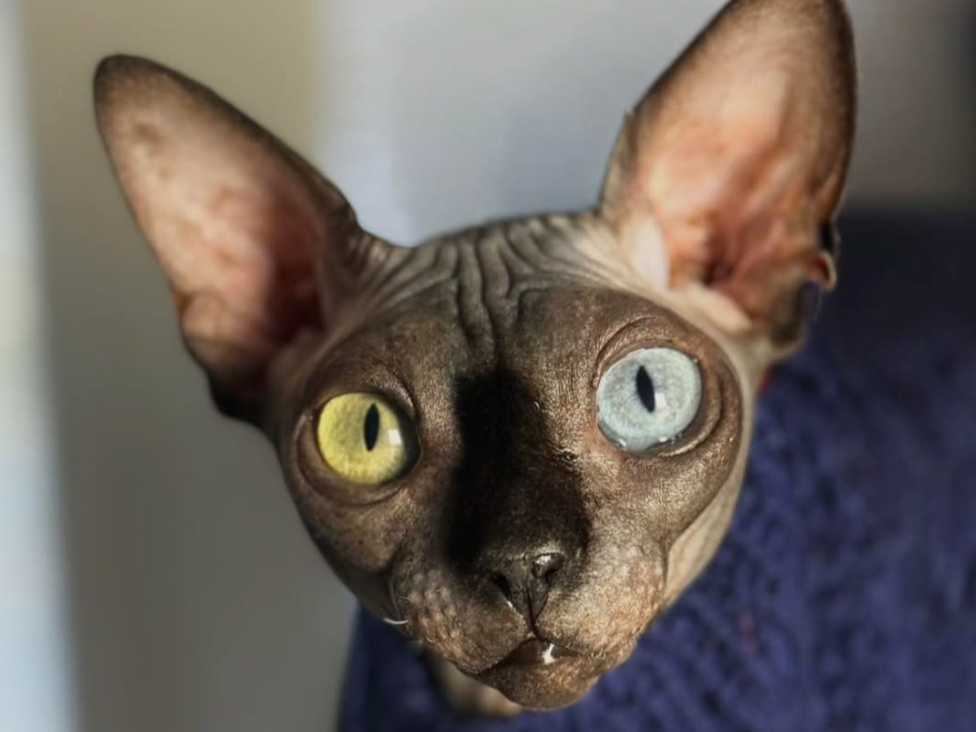 Reference Material: DBE-Celestial and the Case for Genetic Clarity