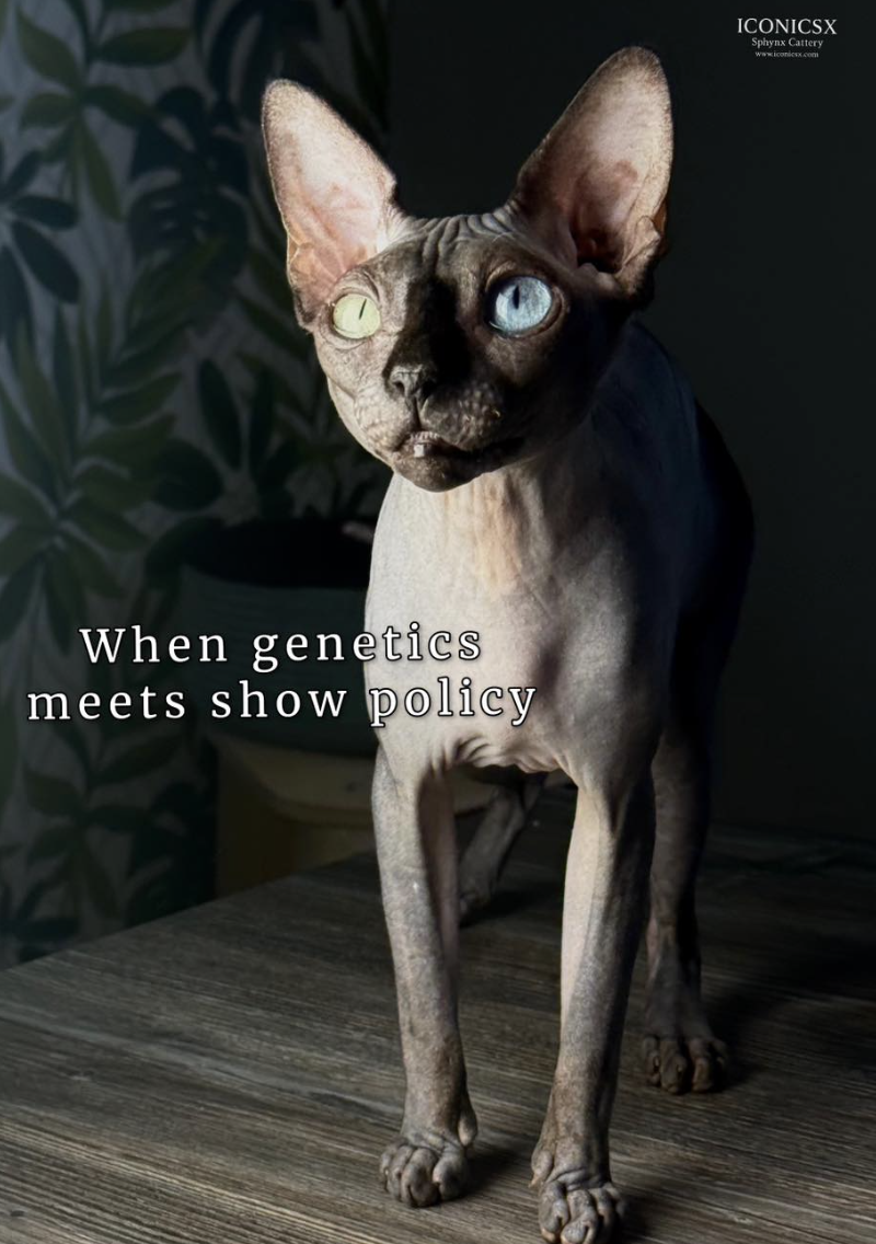 IconicSX Odd-eyed Sphynx cat with one blue eye and one yellow eye illustrating the DBE (Dominant Blue Eye) trait discussed in TICA show policy.