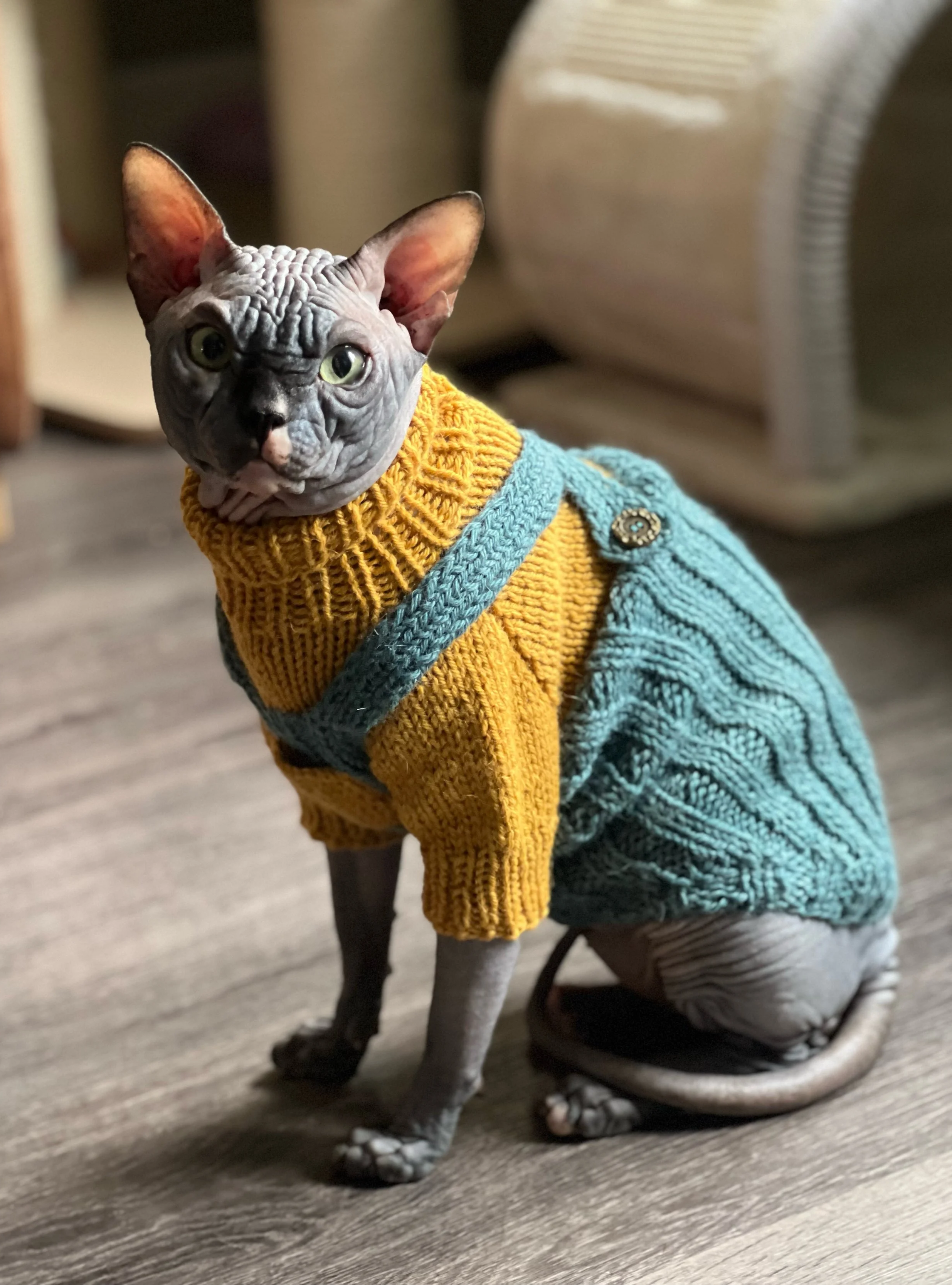 A hairless Sphynx cat wearing a yellow and blue knitted sweater, sitting on a wooden floor.