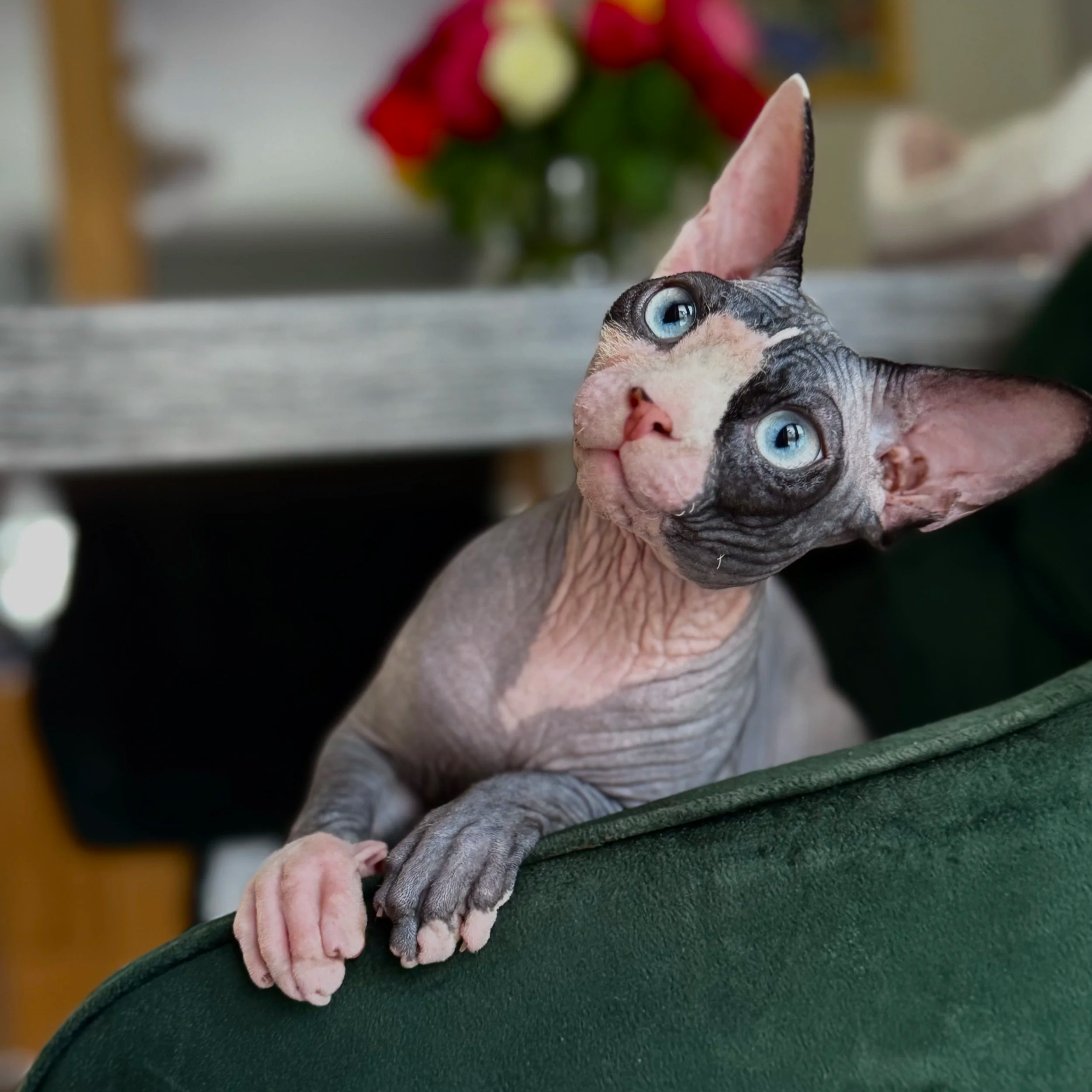 DBE-CEL Sphynx cat with blue eyes leaning on a green surface, with a background of blurred flowers.