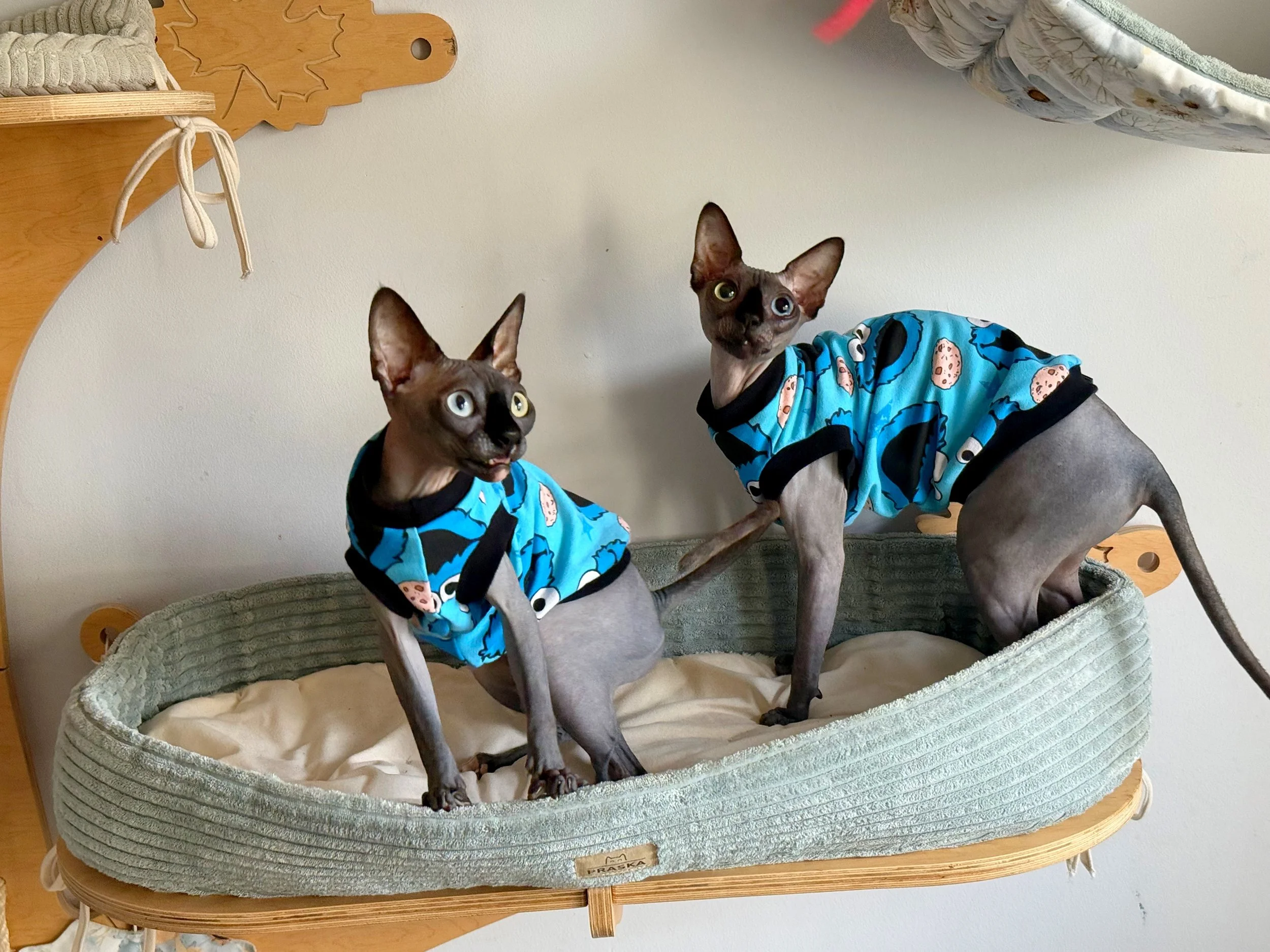Two hairless cats wearing blue Halloween-themed sweaters with bats and eyeballs, standing in a pet bed.