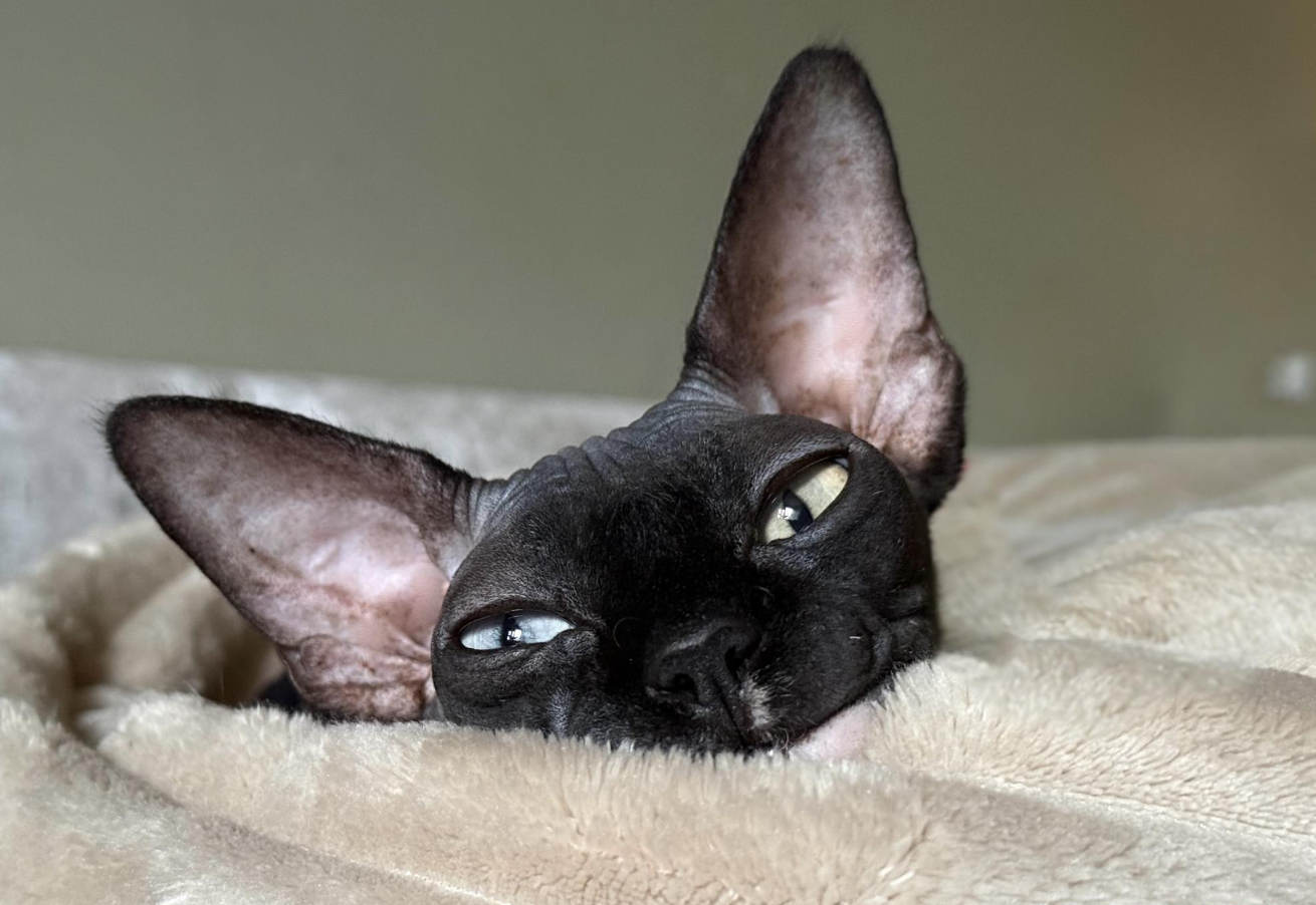 Close-up of a black Sphynx cat lying on a soft, beige blanket with large ears and relaxed eyes.