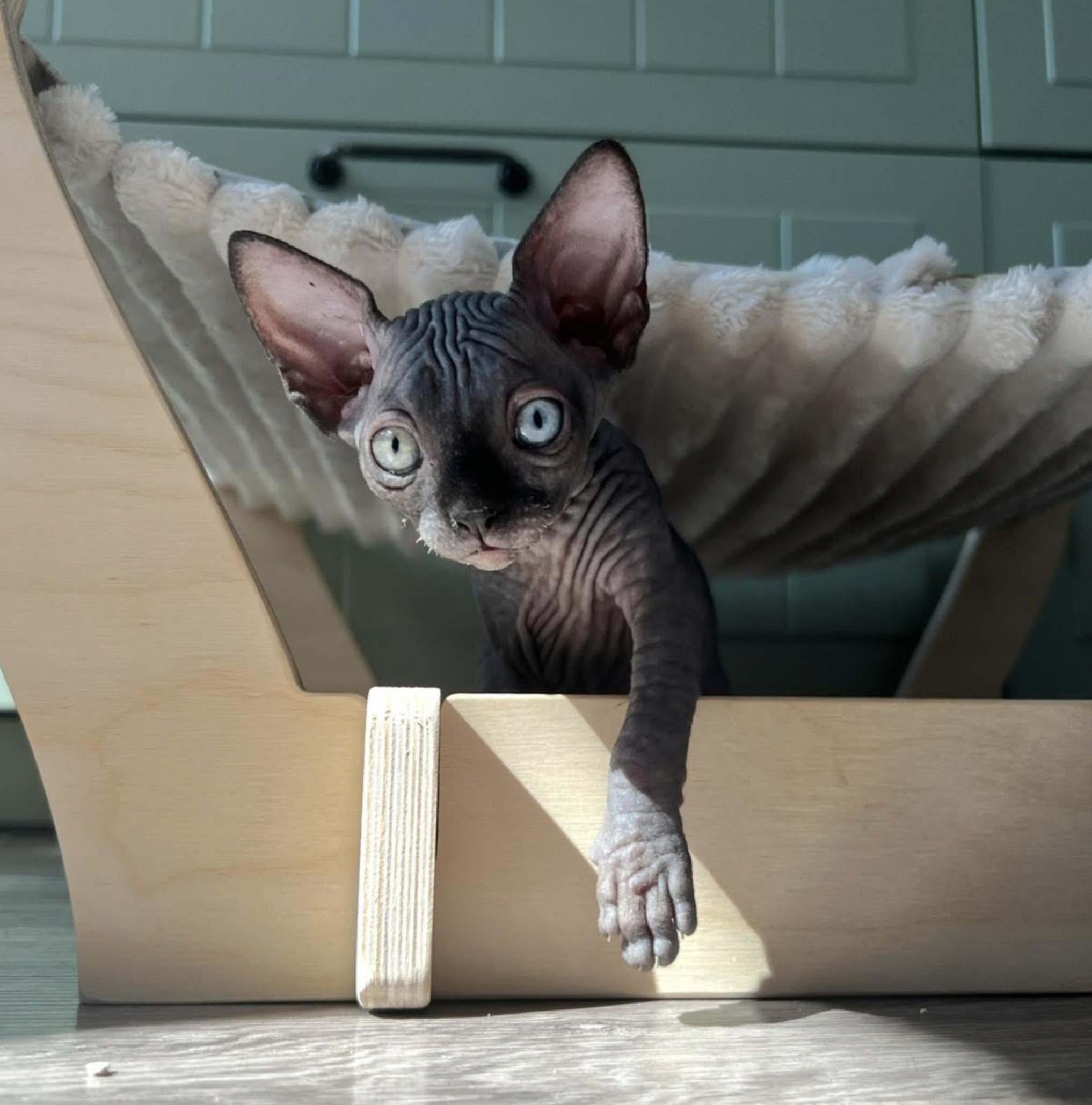 Sphynx kitten Selina Kyle stepping out from under a floor-level hammock, one paw forward