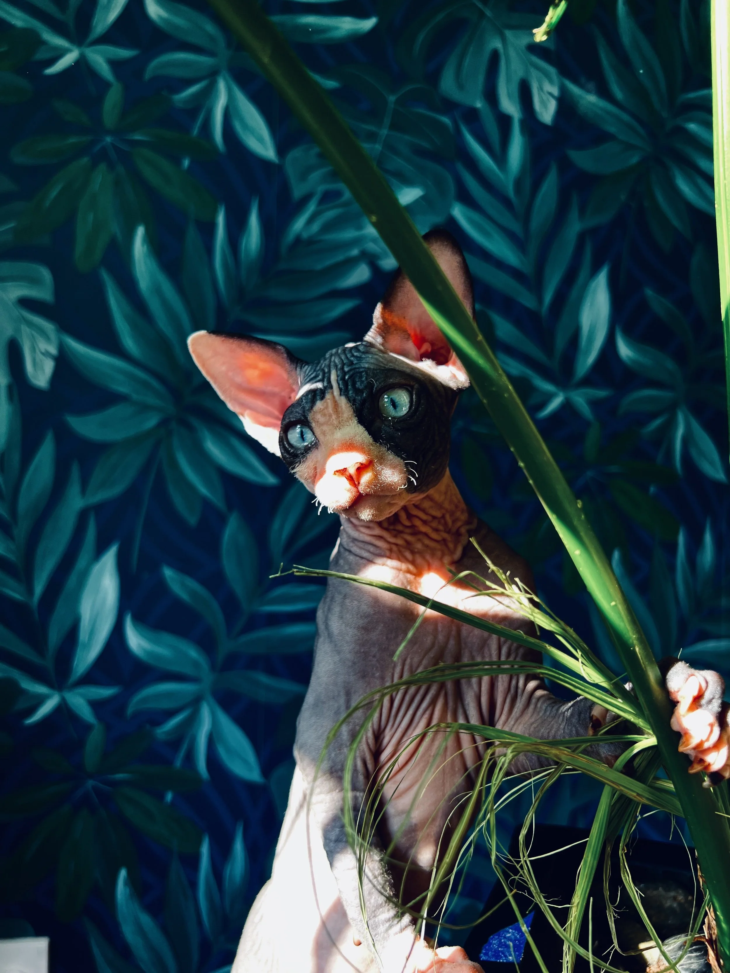 A Sphynx cat with green eyes and large ears climbing a plant with a blue leafy wall in the background.