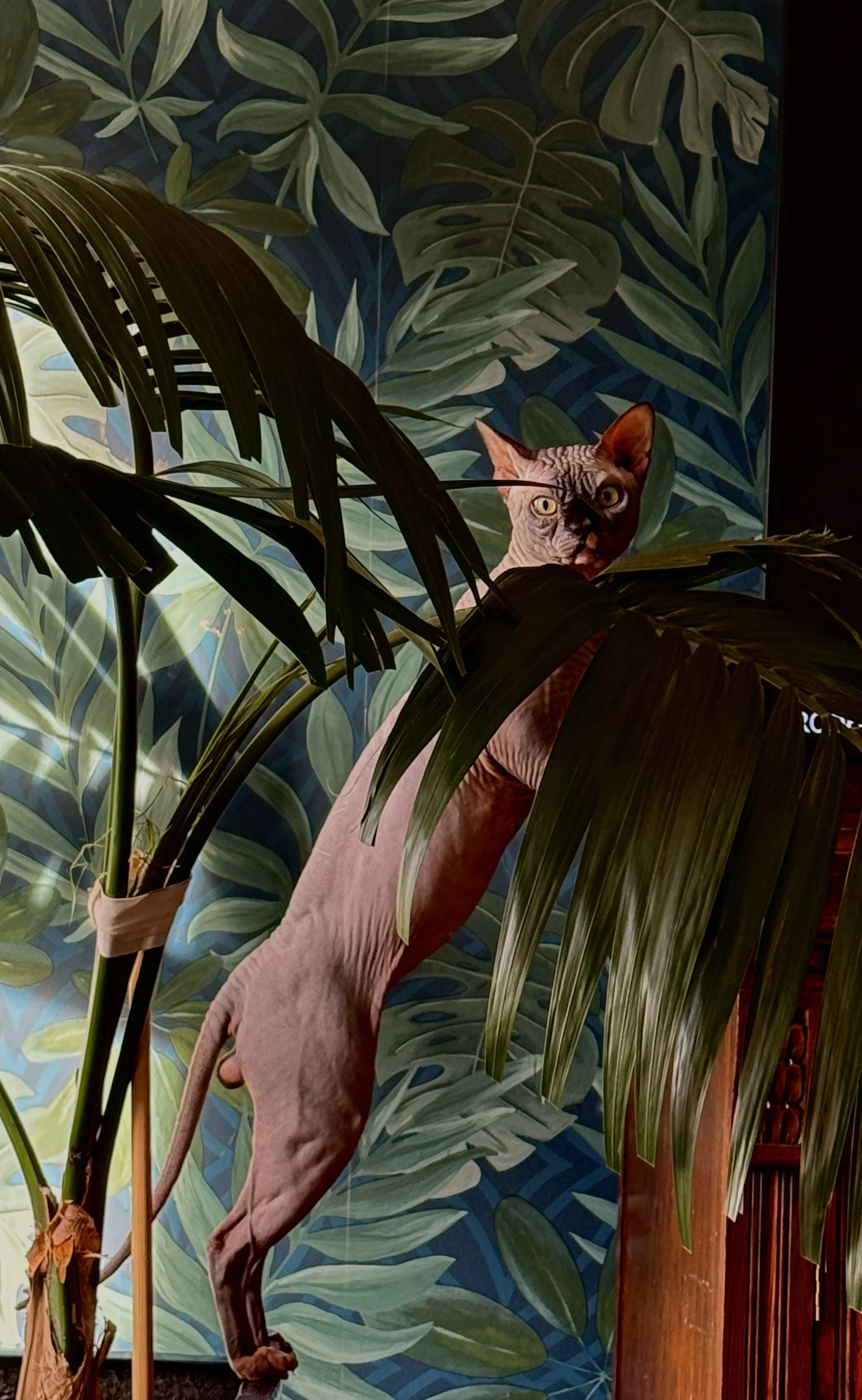 A life-sized mannequin of a Sphynx cat with green eyes, hanging behind lush green tropical leaves on a blue patterned background.