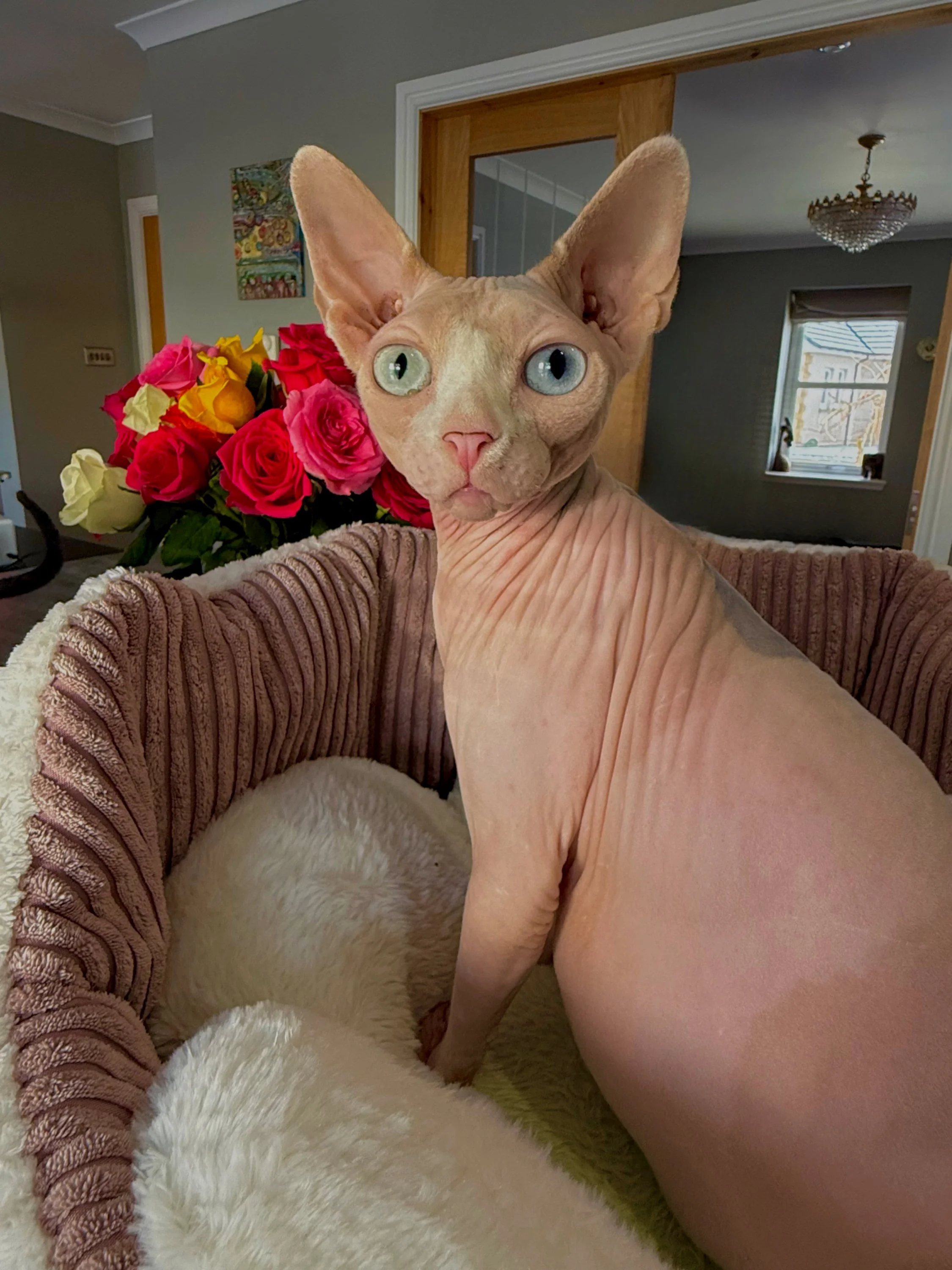 Close-up of a sphynx cat with heterochromatic eyes sitting in a plush pet bed with a blanket, with a bouquet of multicolored roses in the background inside a home.