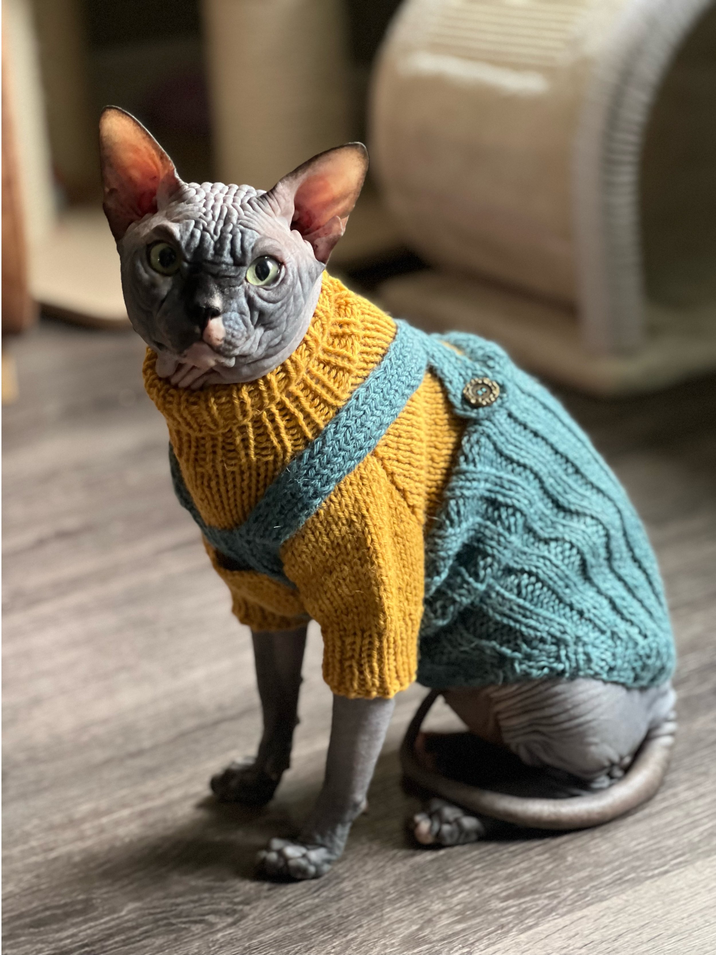 A hairless Sphynx cat wearing a colorful knitted sweater with yellow and teal stripes, sitting on a wooden floor.