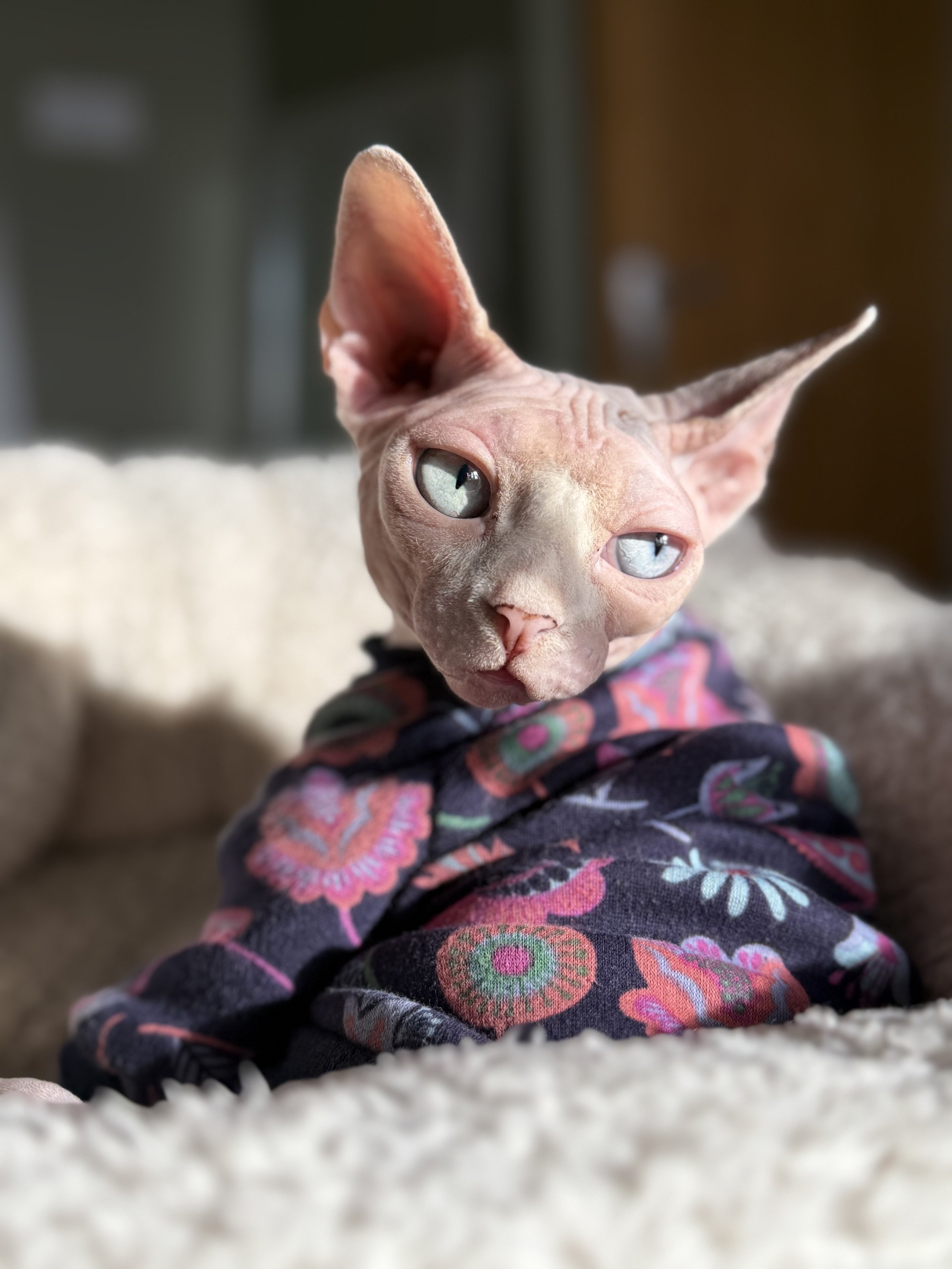 Kit releted heterochromia in sphynx calico cat