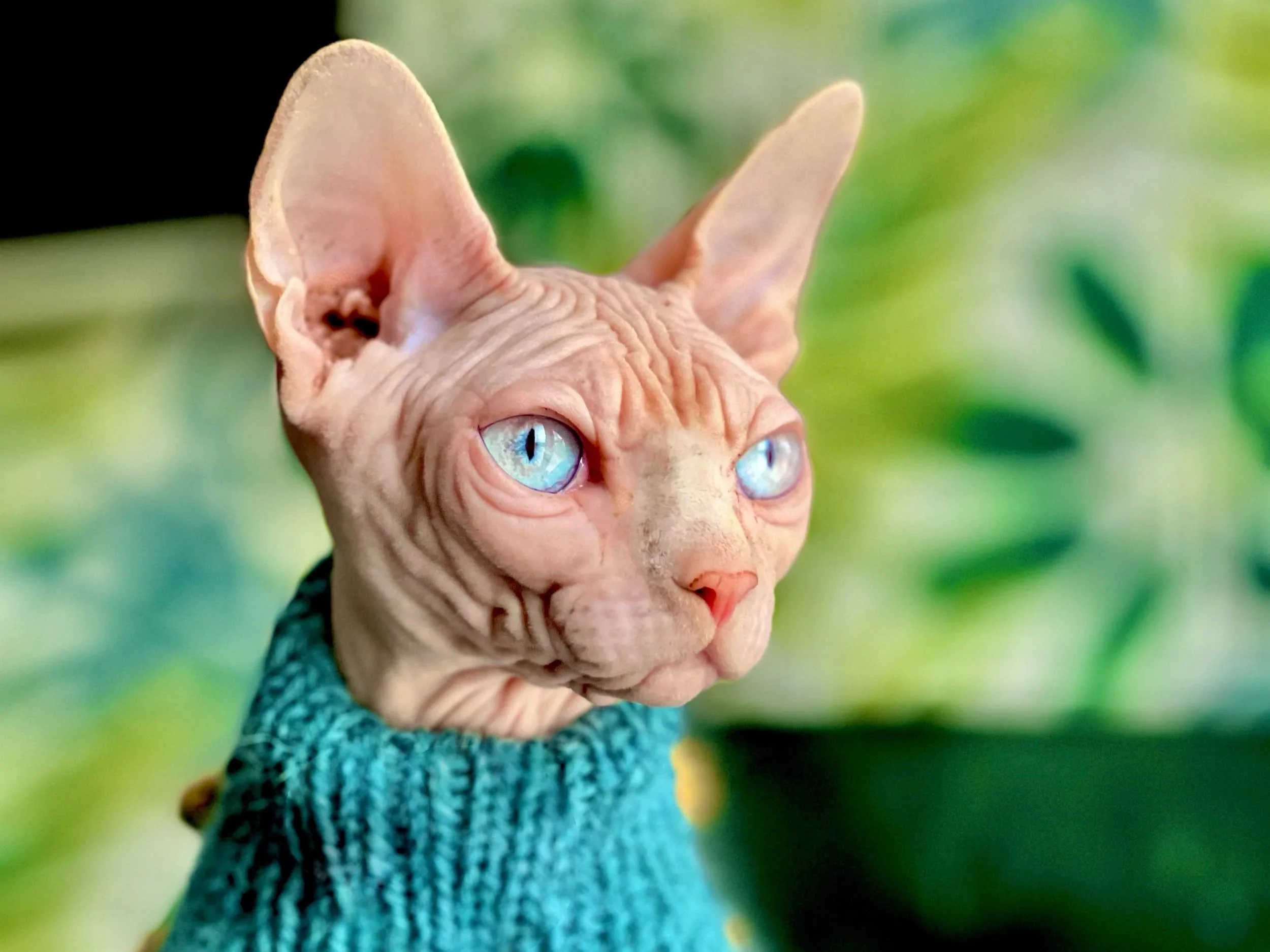 Close-up of a Sphynx cat with blue eyes wearing a blue knit sweater, with a green outdoor background.