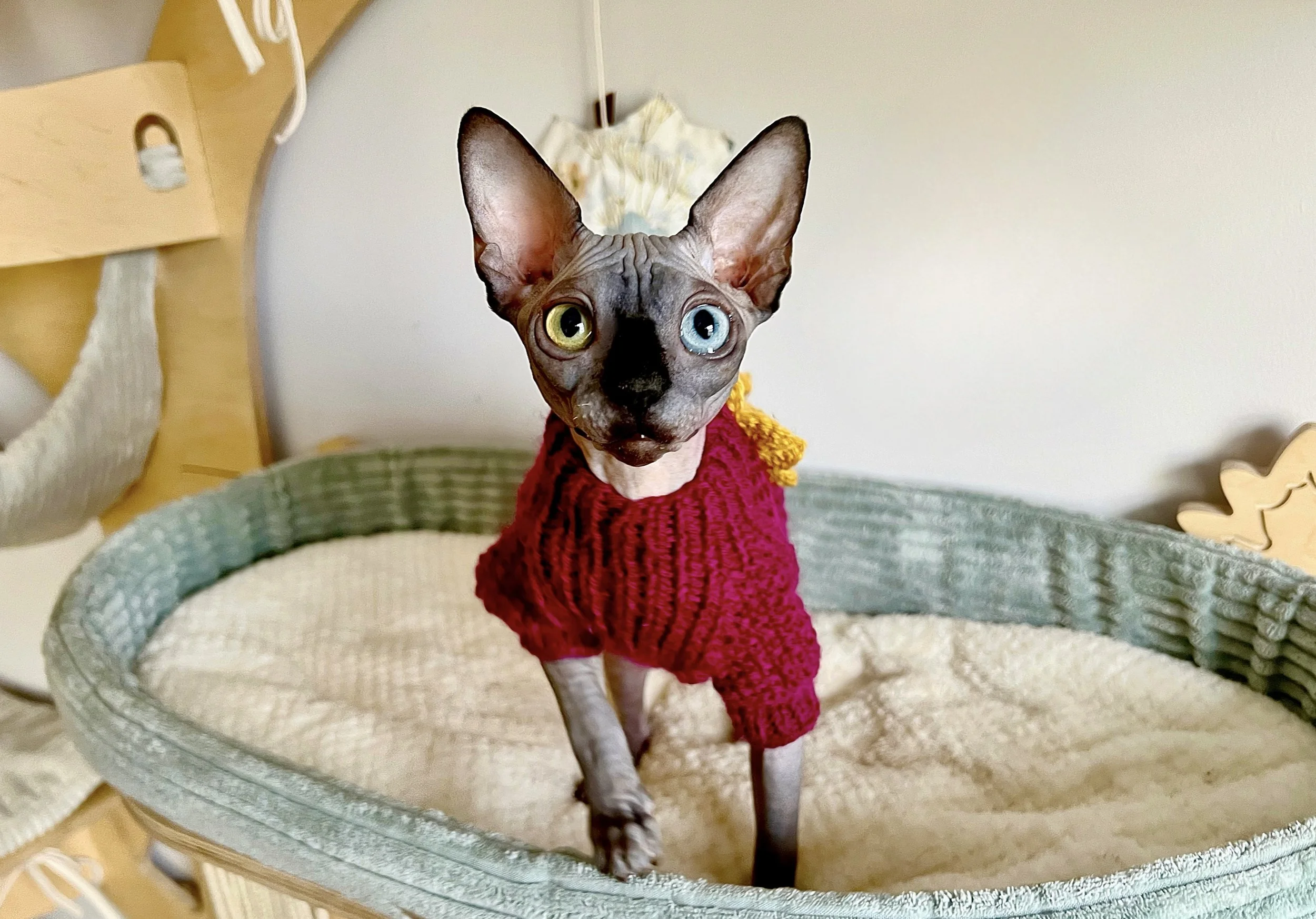 A hairless Sphynx cat with heterochromatic eyes (one green, one blue) wearing a red sweater, standing in a pet bed.