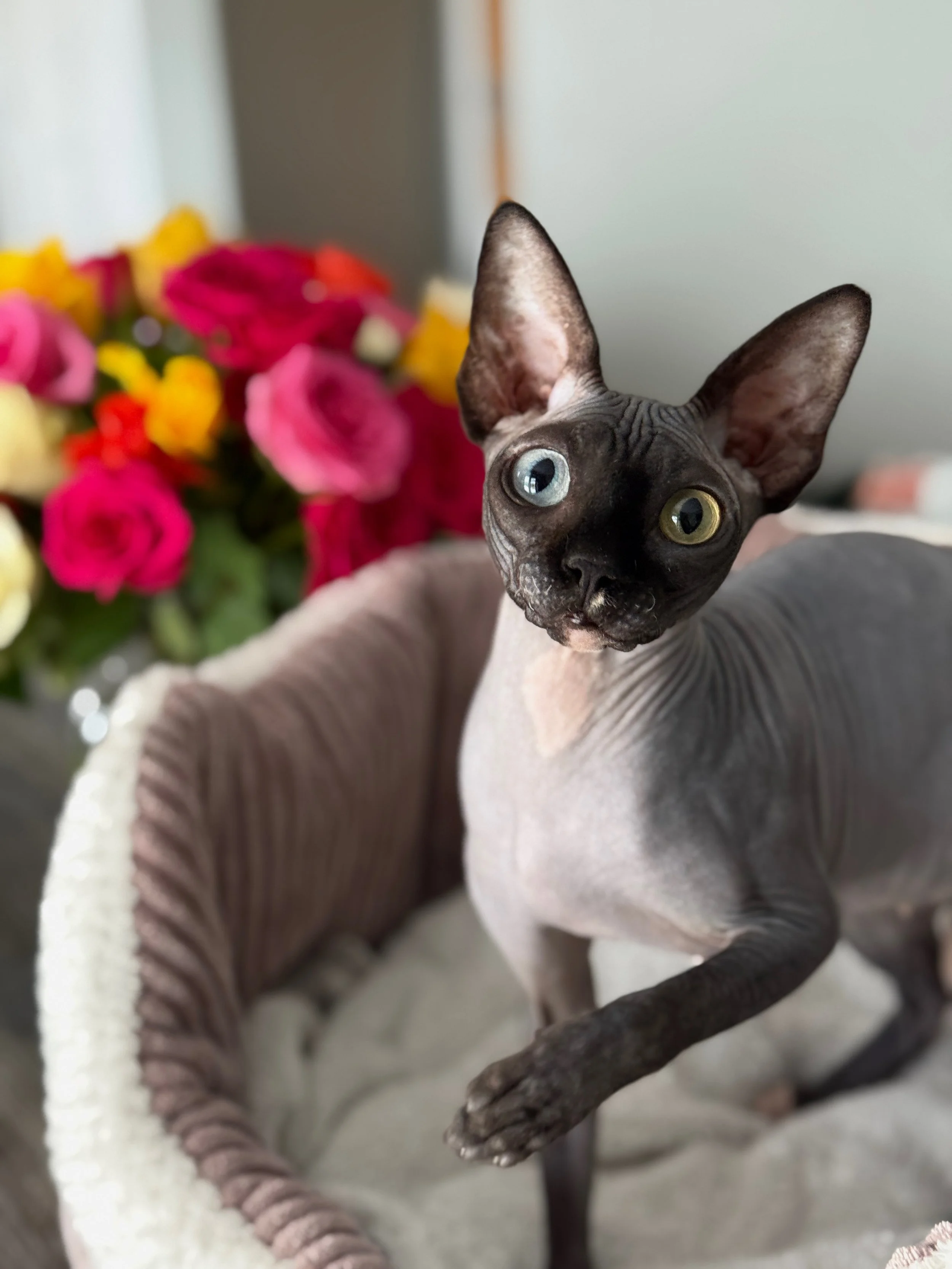 A Sphynx cat with one blue eye and one yellow eye standing in a cozy bed with a blurred background of pink, red, yellow, and white flowers.