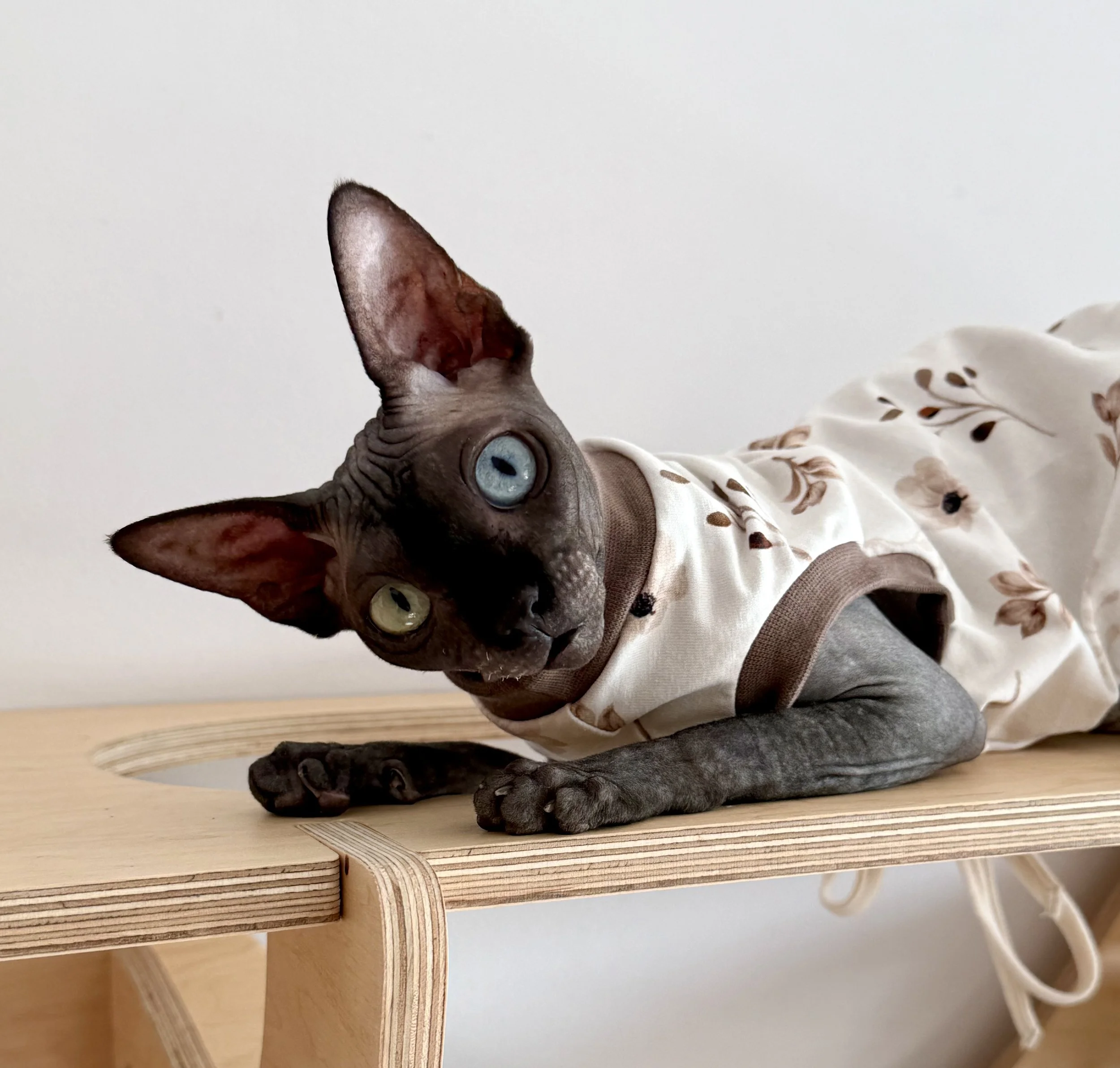 A Sphynx cat with heterochromatic eyes lying on a wooden surface, wearing a cream and brown floral-patterned shirt.