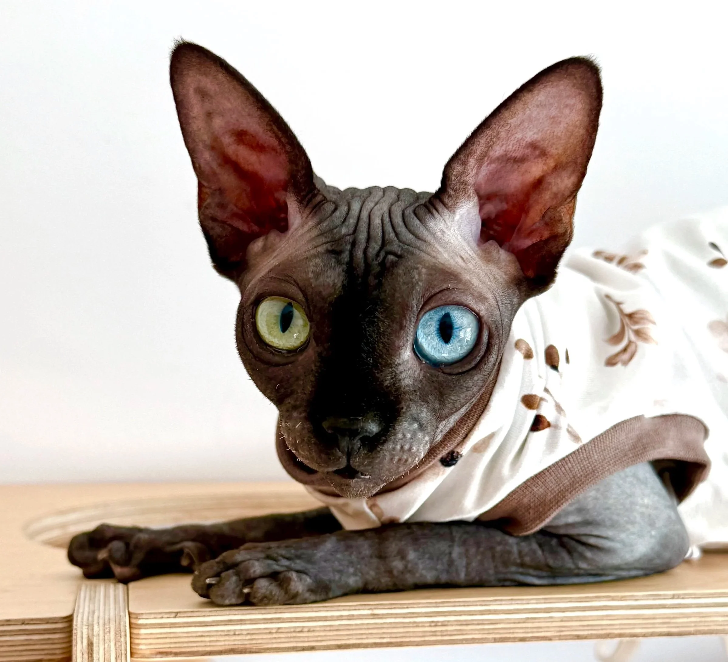 IconicSX DBE-CEL Sphynx Kitten with heterochromia