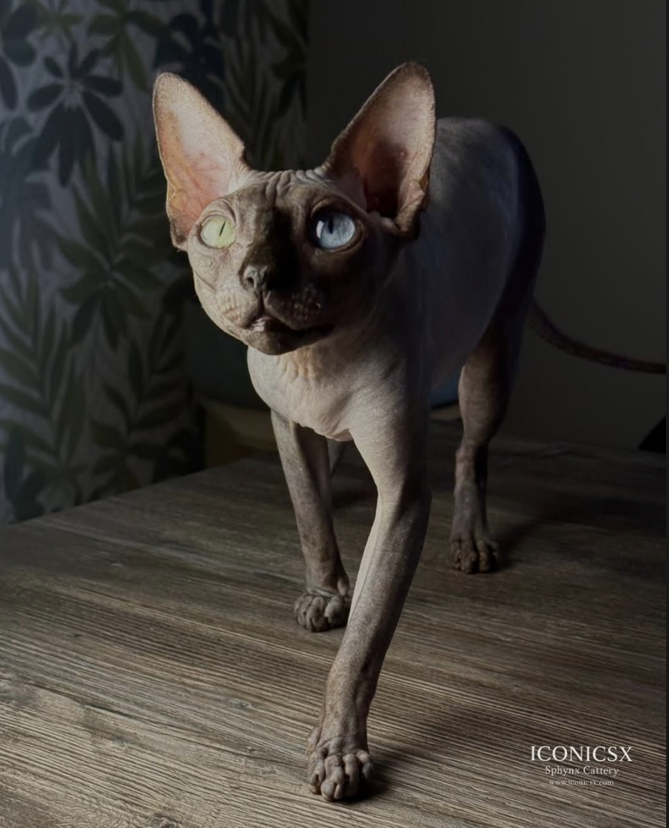 A hairless Sphynx cat with heterochromatic eyes, one green and one blue, walking on a wooden surface with dark background and leafy pattern on the wall.