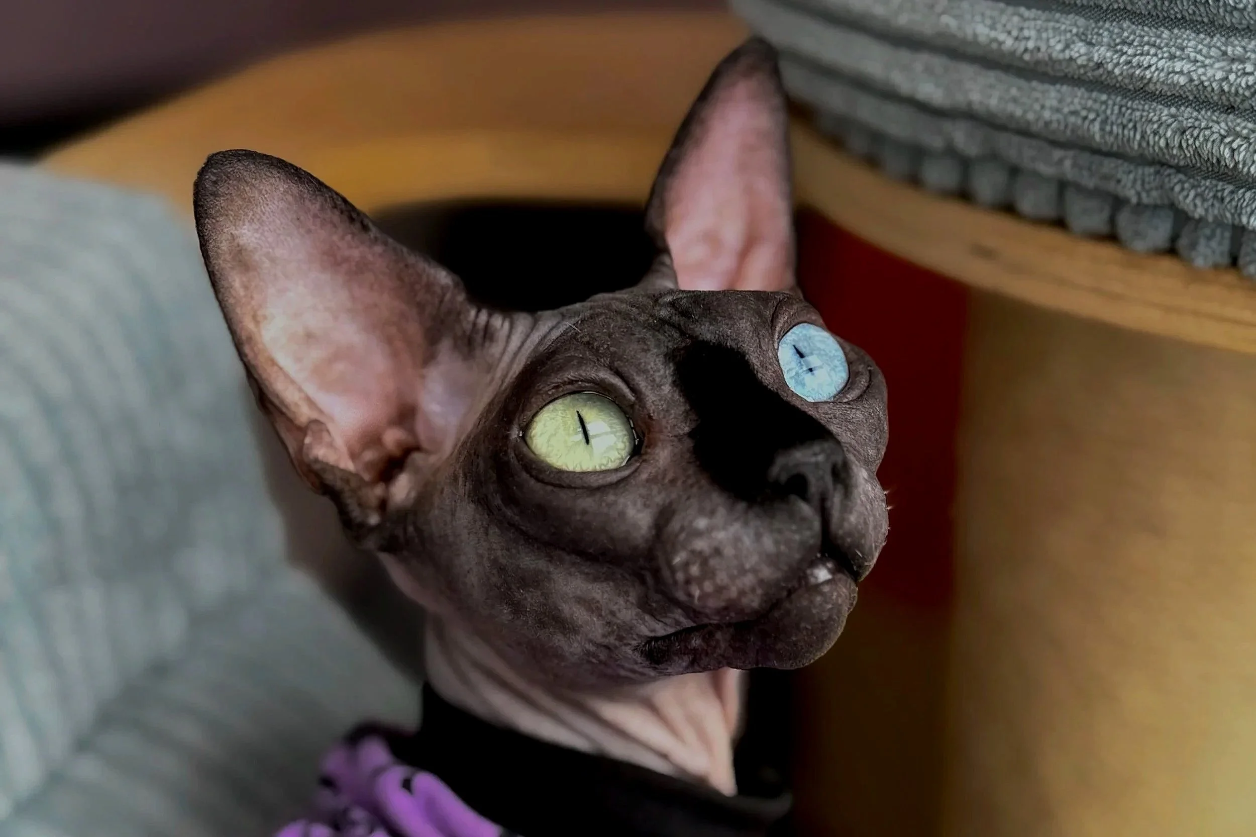 IconicSX Selina Kyle shows DBE-CEL heterochromia trait