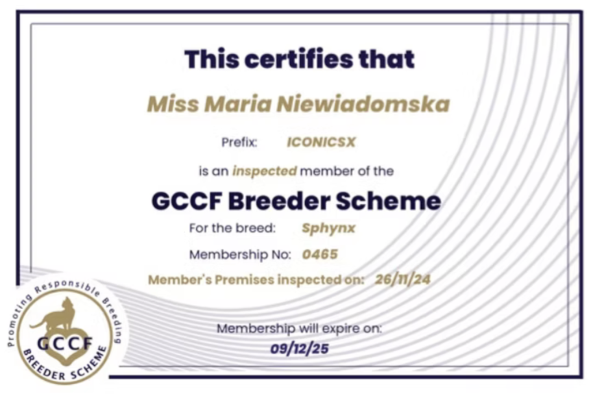 GCCF Approved Breeder Scheme certificate issued to IconicSX in 2024