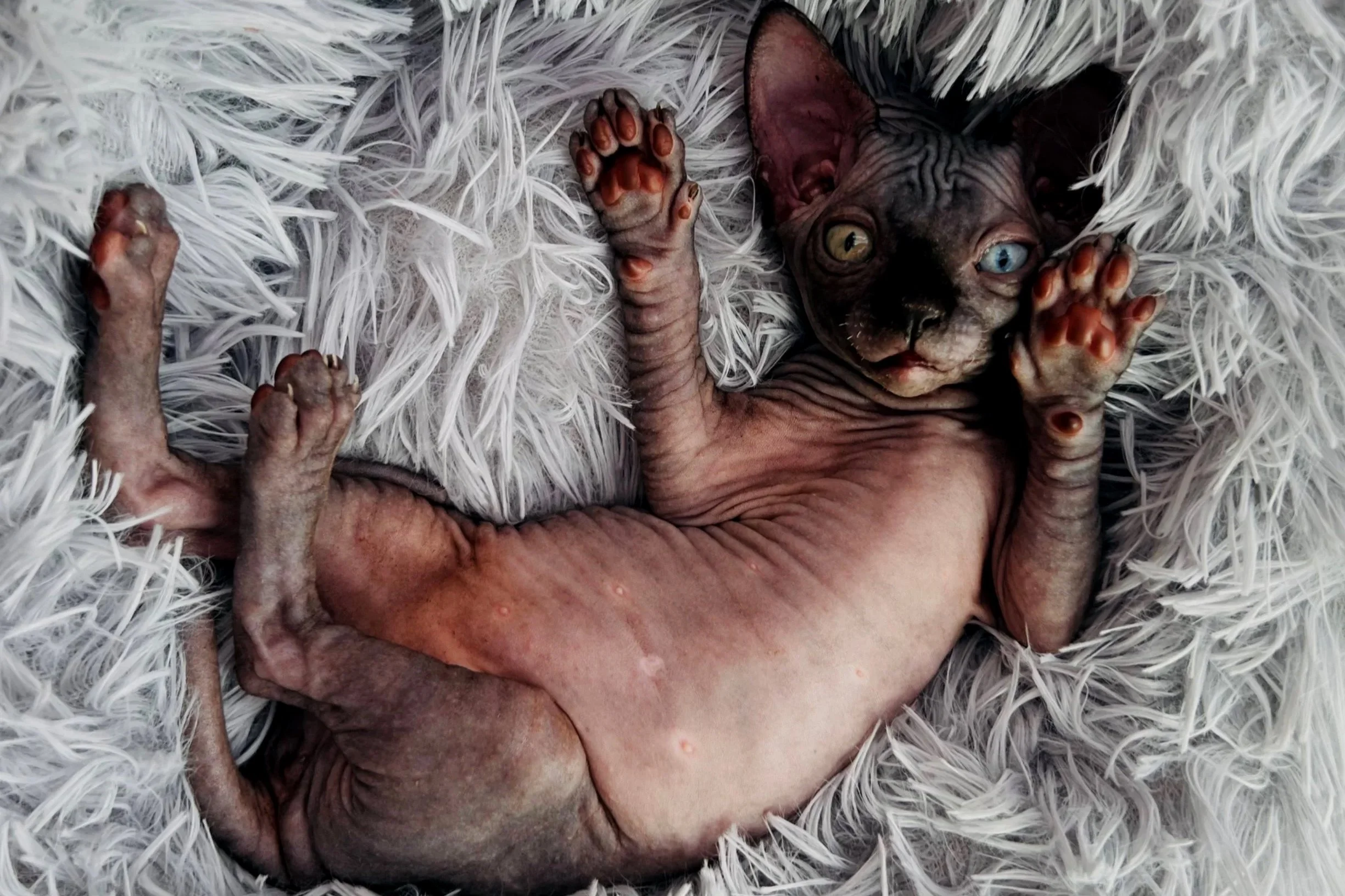 A hairless Sphynx kitten with heterochromatic eyes, one blue and one green, lying on a white fluffy blanket, looking at the camera, with its paws raised.