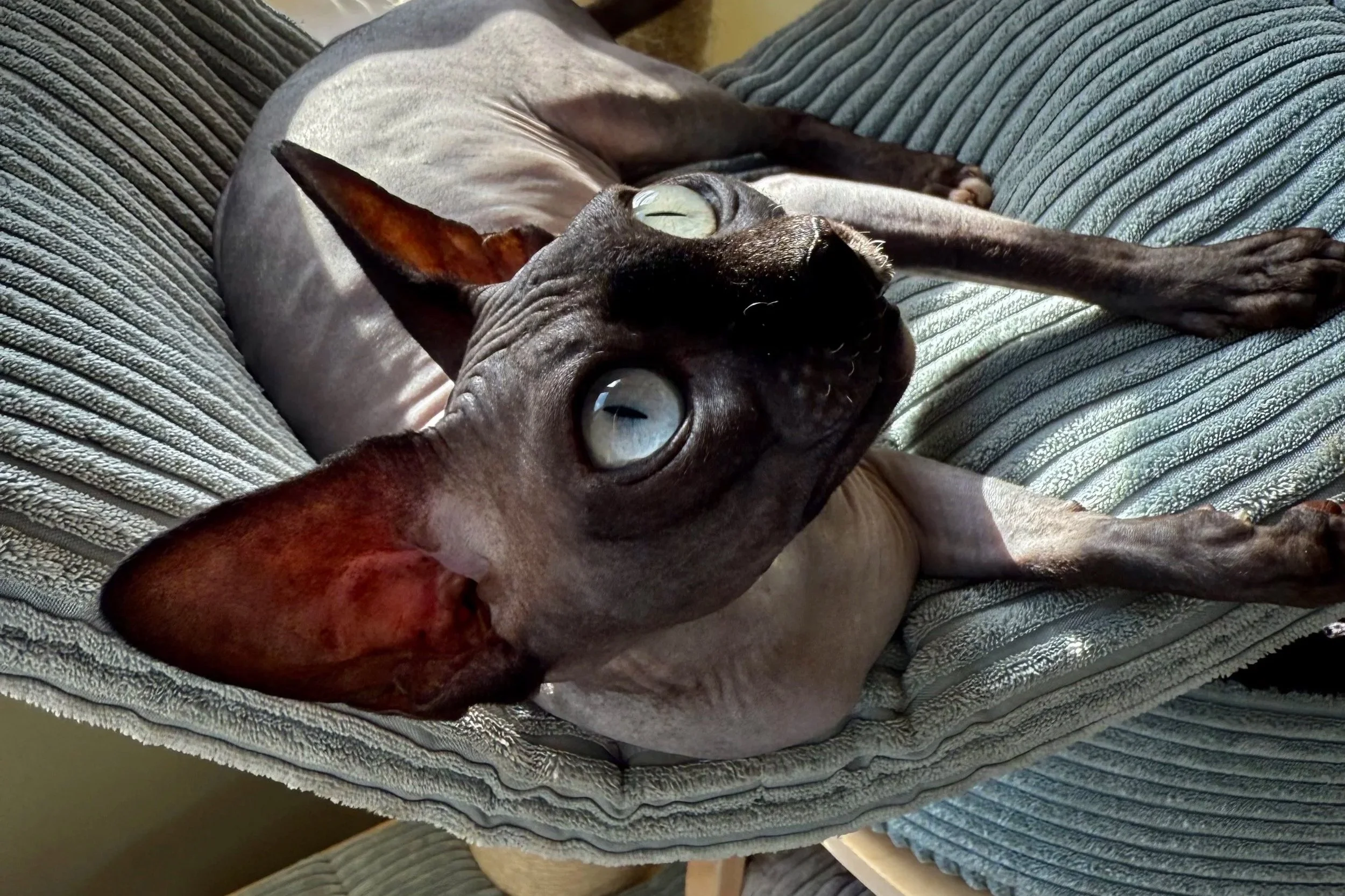 A Sphynx cat lying on a gray, corduroy sofa, looking up at the camera with wide, blue eyes.